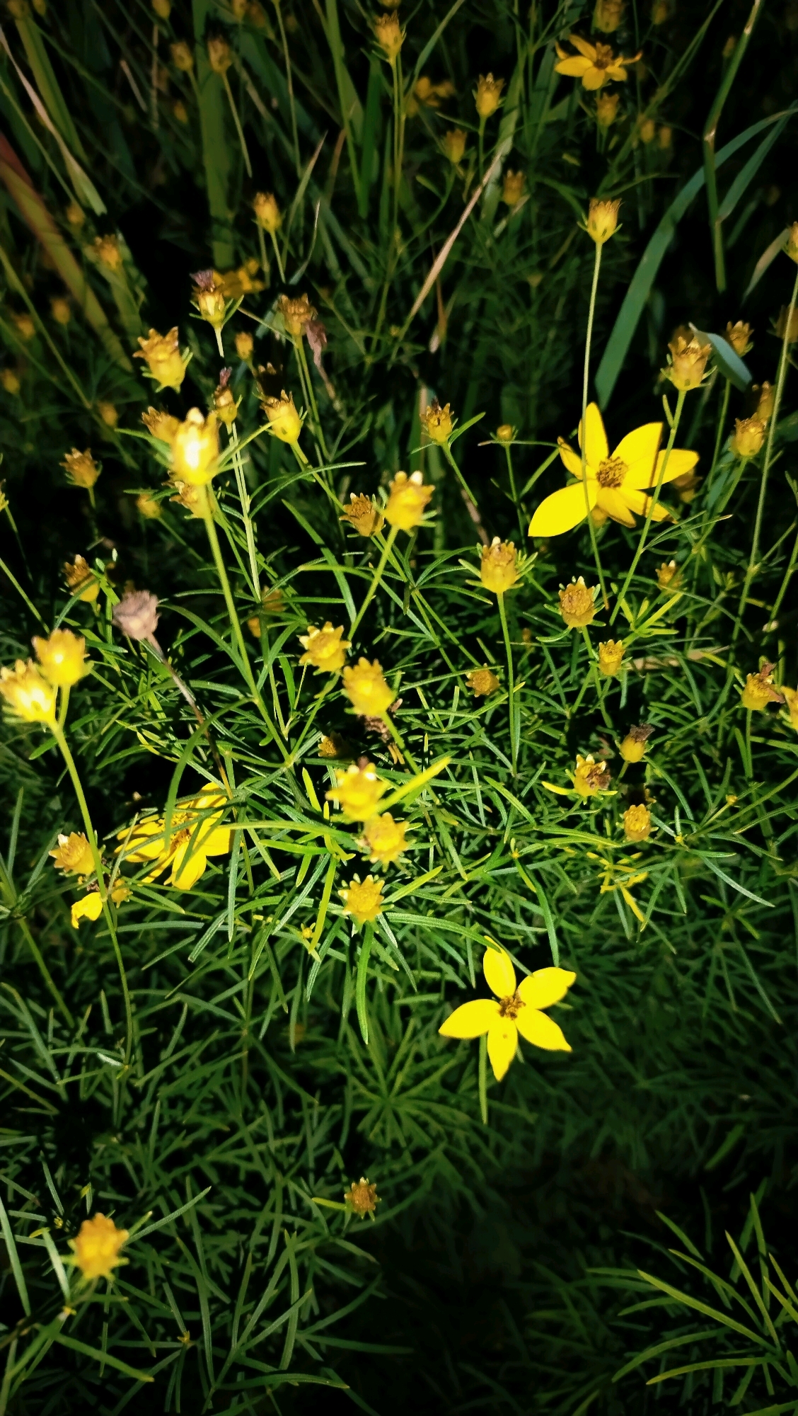 The image shows a cluster of small yellow flowers with green foliage, taken at night in Horishni Plavni, Ukraine. The lighting suggests an artificial light source, possibly a flash, illuminating the plants against a dark background. The flowers are varied in their state of bloom, with some fully open and others in bud. The foliage is dense and feathery. There are no people or animals visible in the image. The setting appears to be a garden or natural area within the city.