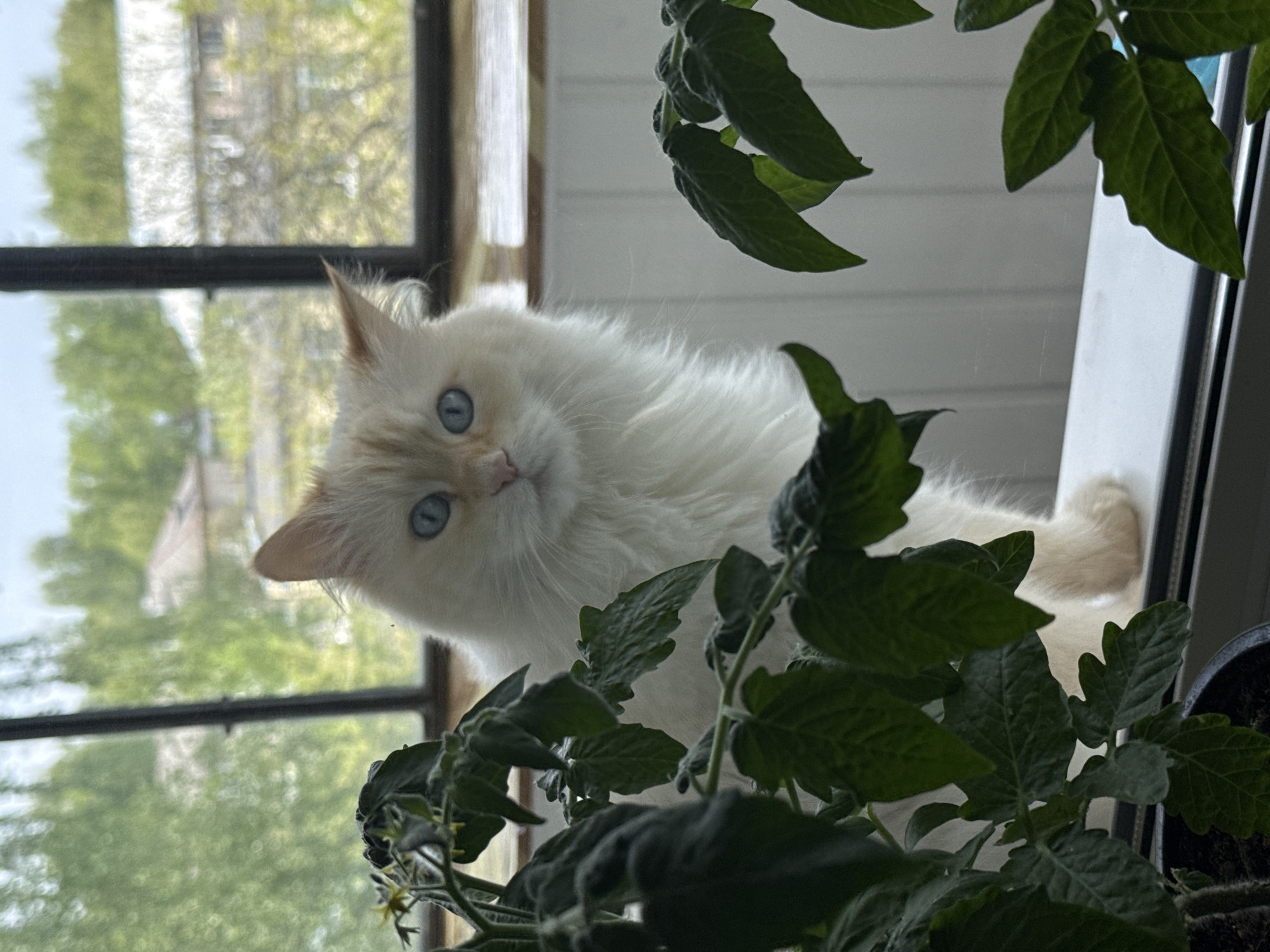 A medium, close-up shot shows a white cat with blue eyes sitting on a windowsill. The cat is looking directly at the camera. In the foreground, there is a tomato plant in a pot. The background shows a window with a view of greenery and buildings. The location is Chaikovsky, Russia.
