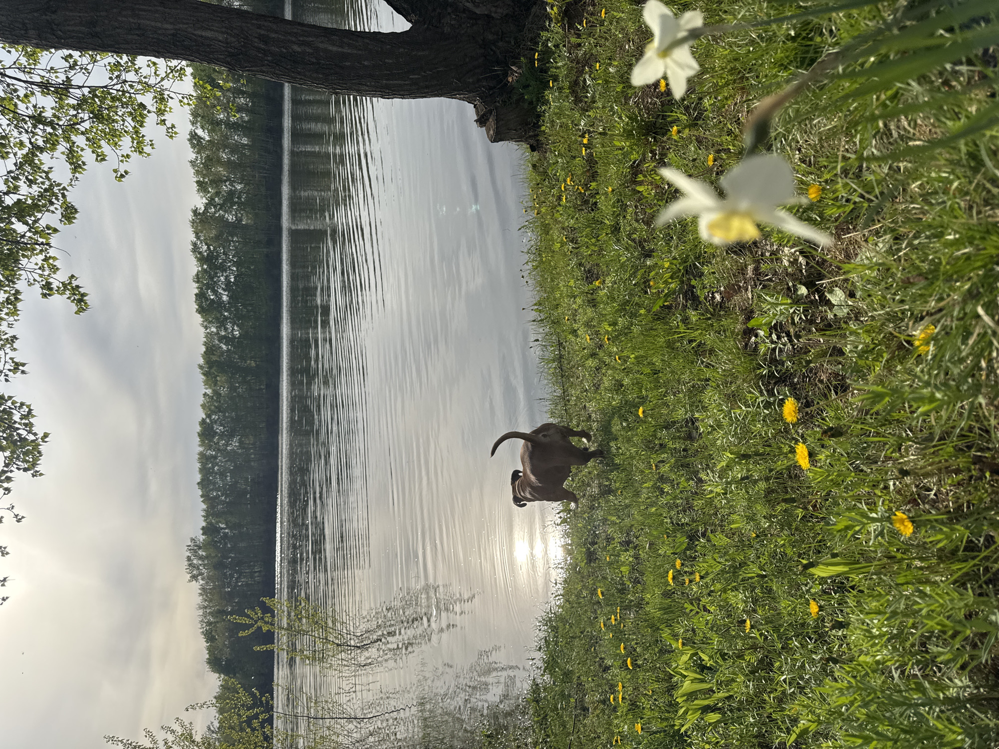 A landscape photo depicting a dog near a body of water. The water is reflecting the sky and sun. Trees line the opposite shore. Green grass and yellow dandelions grow on the bank, with white daffodils in the foreground. The location is Chaikovsky, Russia.