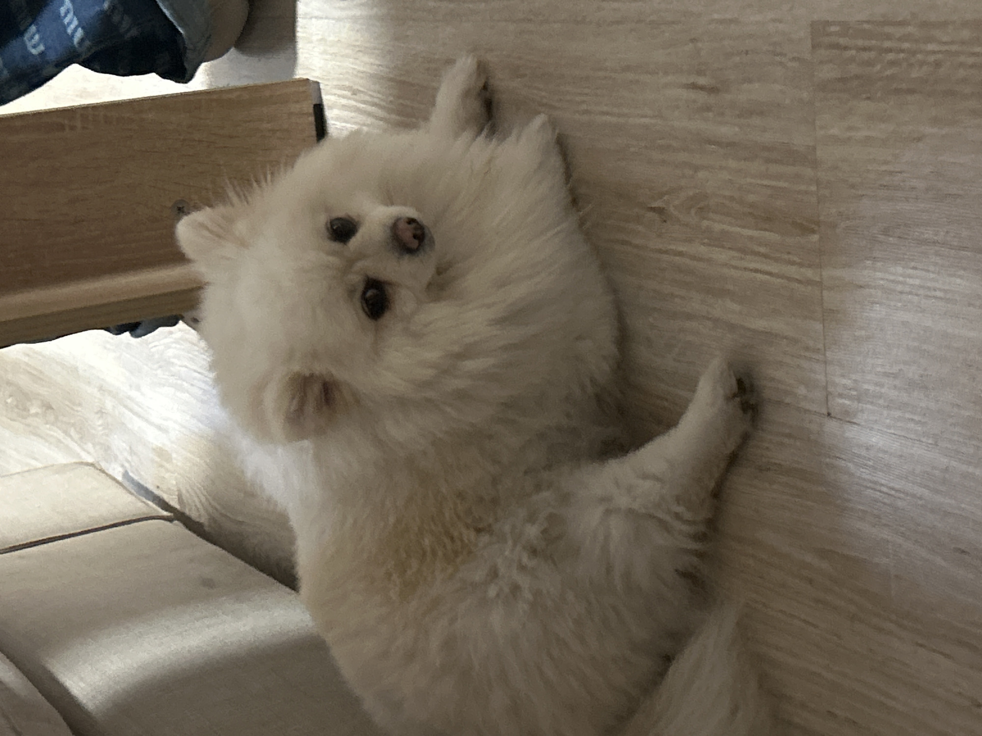 A fluffy white Pomeranian dog is lying on a light-colored wooden floor. The dog has dark eyes and a pink nose. To the left of the dog is a portion of a cream-colored couch or sofa. To the right and slightly behind the dog is a light-colored wooden furniture leg, and beyond that, a person's feet wearing blue patterned socks and light blue shoes. The scene appears to be indoors, in a domestic setting. There is no identifiable location in the city of Varna, Bulgaria within the image.