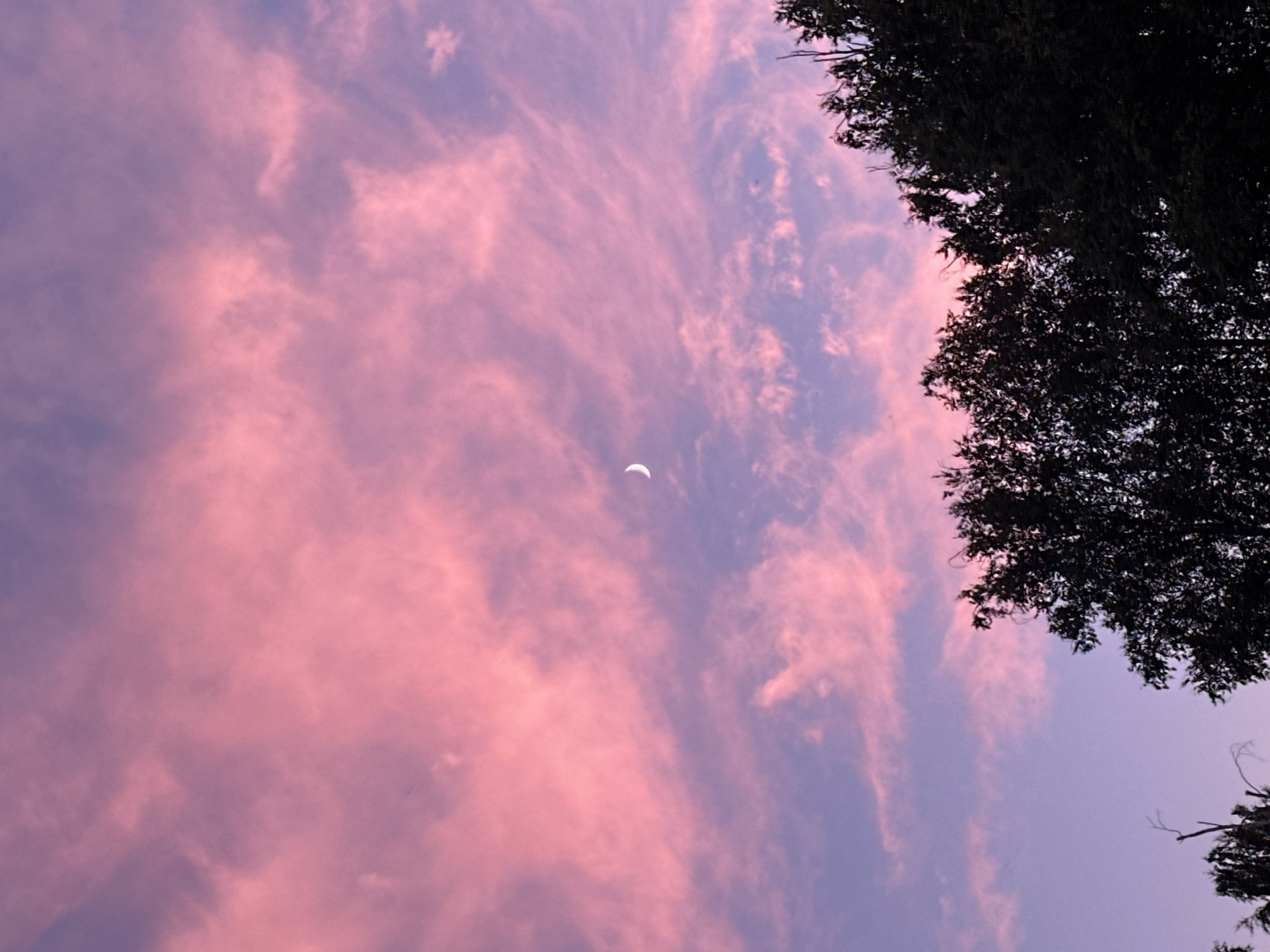 A crescent moon is visible in the pink and purple sky, surrounded by wispy clouds. Silhouetted trees line the bottom of the frame.