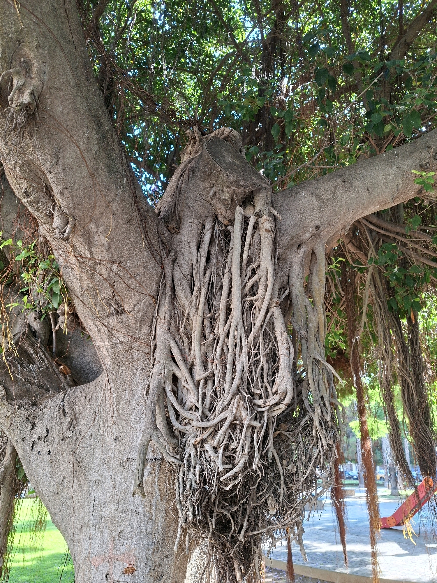 The image shows a close-up of the trunk and aerial roots of a large banyan tree, likely located in the Parque de las Naciones in Torrevieja, Spain. The tree's trunk is thick and textured, with multiple large branches extending outwards. Numerous aerial roots, varying in thickness and length, hang down from the branches, creating a dense curtain. Some of these roots have fused with the trunk and other roots, forming complex patterns. The background is slightly blurred, showing a sunlit park environment with green grass on the left and a paved area with trees and what appears to be playground equipment on the right. The sky is visible through the canopy of leaves, with bright sunlight filtering through. There are no people visible in the frame. The overall impression is one of natural abundance and the passage of time, as evidenced by the mature tree and its extensive root system.