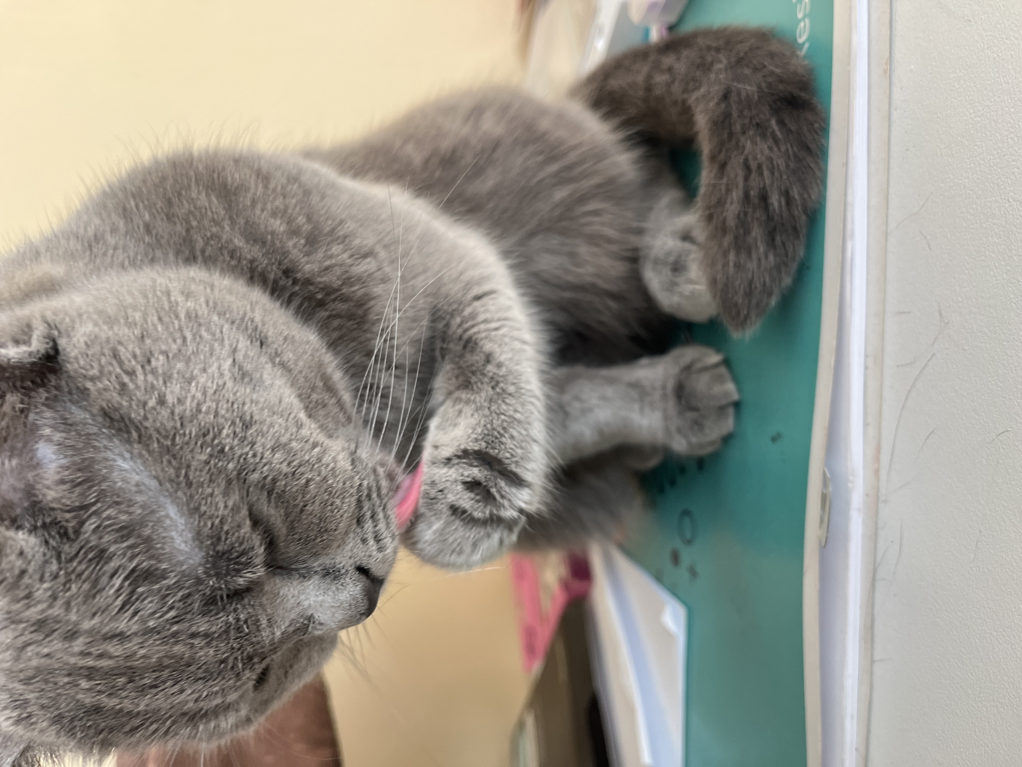 A gray, short-haired cat, possibly a British Shorthair, is captured in a peaceful moment of self-grooming. The cat is lying on its side, with its eyes gently closed, indicating relaxation. Its pink tongue is visible, extended as it licks its paw or fur. The cat's dense, plush gray fur is the dominant feature, showcasing its soft texture and prominent white whiskers. Its tail is curled neatly behind its body.
The cat is resting on a teal-colored surface, which appears to be a soft mat or blanket. This surface provides a vibrant contrast to the cat's gray fur. In the background, there is a light yellow or cream-colored wall, and to the right, a white vertical surface, possibly a wall or a piece of furniture. The lighting is soft and ambient, suggesting an indoor setting during daylight hours, contributing to the tranquil atmosphere.
Faint, light-colored markings or text are barely visible on the teal surface, though they are too indistinct to be fully deciphered. Some blurry shapes might include parts of letters such as "kes". The image beautifully conveys a serene scene of a cat engaged in its natural behavior, appearing content and at ease. No specific visual cues in the image directly indicate the Alanya, Turkey location context.