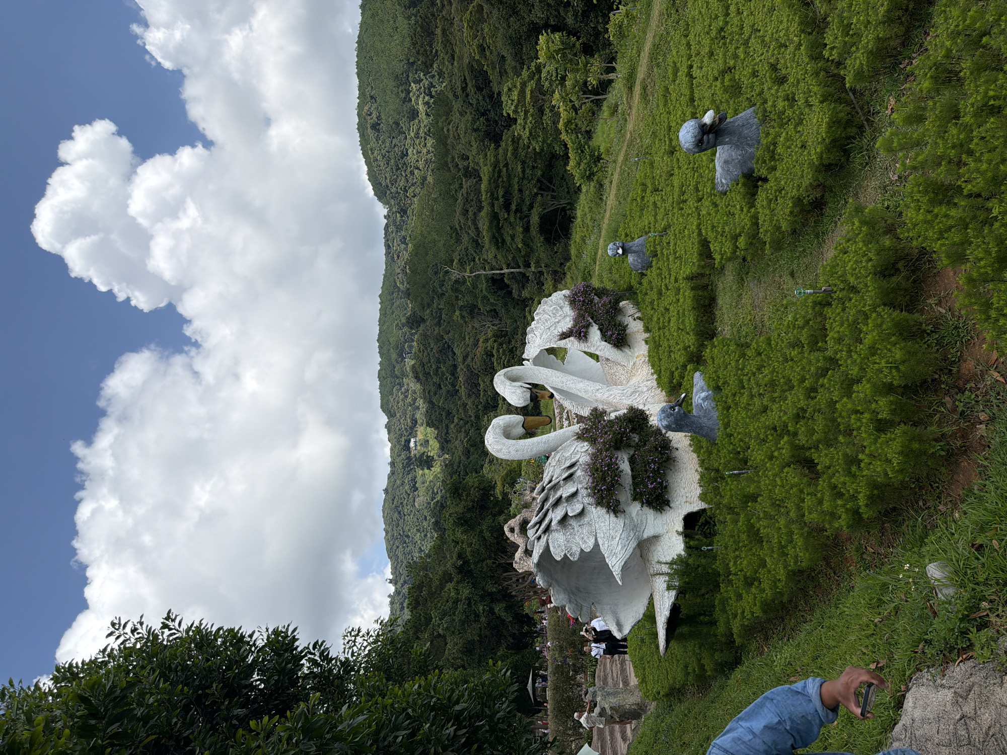 The image depicts a scenic outdoor park in Da Lat, Vietnam, featuring a prominent sculpture of two white swans with their necks intertwined, adorned with purple flowers. In the foreground, several smaller grey duck sculptures are nestled within lush green bushes. To the left, a person in a blue denim shirt is partially visible, holding a smartphone, suggesting they are taking a photograph. Further in the background, other visitors can be seen near a covered seating area, amidst trees and rolling hills covered in dense green foliage. The sky above is a bright blue with scattered white clouds.