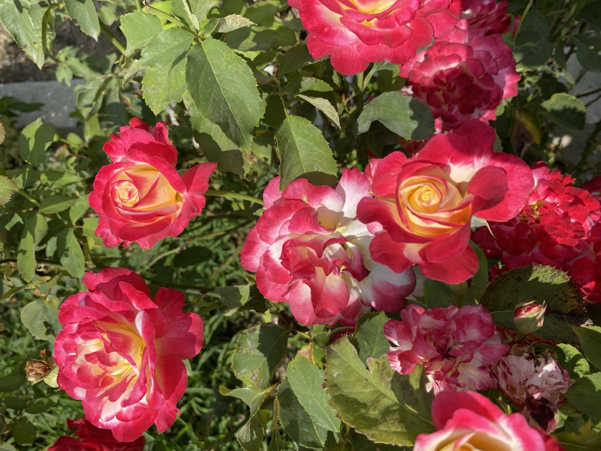 The image displays a close-up view of a rose bush in Ventsy, Russia, featuring several blooming roses in shades of red, white, and yellow. The roses are the primary subjects, with their petals unfurling to reveal intricate patterns and varying colors. Some roses are fully open, while others are in various stages of bloom, including buds. The surrounding foliage is lush and green, with some leaves showing signs of browning or damage, suggesting natural wear or environmental factors. The lighting suggests a bright, outdoor setting, possibly during daylight hours. There are no people, animals, or man-made objects clearly visible in the frame, focusing the attention solely on the floral display. The composition is dense with flowers and leaves, creating a rich and naturalistic scene.
