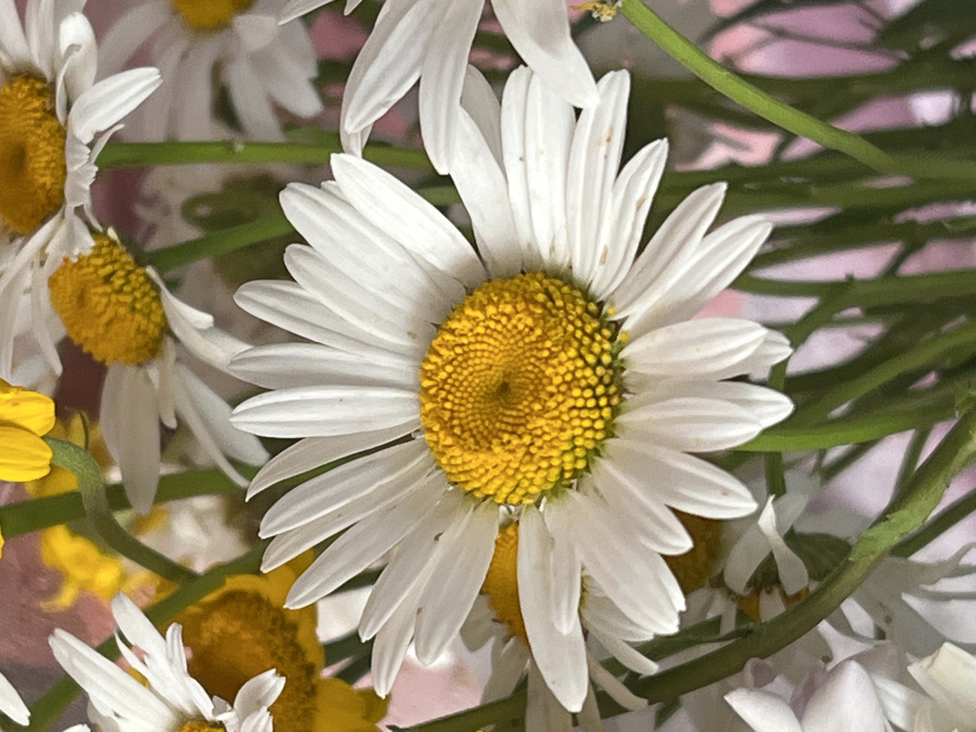 This media file is a close-up photograph of several daisies. The main subject is a large daisy positioned in the center of the frame, with its white petals fanned out and its yellow center in sharp focus. Around it, other daisies are partially visible, some in focus and others blurred in the background. The flowers appear to be in a bouquet, with green stems and hints of other yellow flowers interspersed. The background is soft and out of focus, with muted pink and purplish tones.
There are no people or specific activities depicted; the focus is solely on the floral arrangement. The lighting suggests an indoor setting, possibly artificial, as there are no strong shadows or natural light cues. The overall mood is delicate and natural, highlighting the simple beauty of the daisies. There is no visible text in the image. The location context of Noviy, Russia, does not provide any direct visual cues within the image itself, as the scene is a close-up of flowers without any recognizable environmental features.