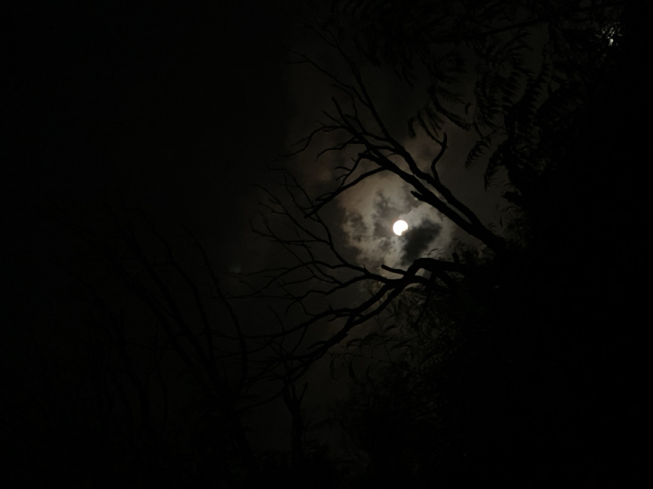 A solar eclipse viewed through silhouetted trees and foliage dominates the dark image. The bright sun, partially obscured by a dark object, shines through a thin layer of clouds. Bare tree branches reach upward, framing the eclipse. Dense vegetation fills the lower right portion of the frame, creating a stark contrast between light and shadow. The overall scene evokes a sense of mystery and nature's powerful beauty.