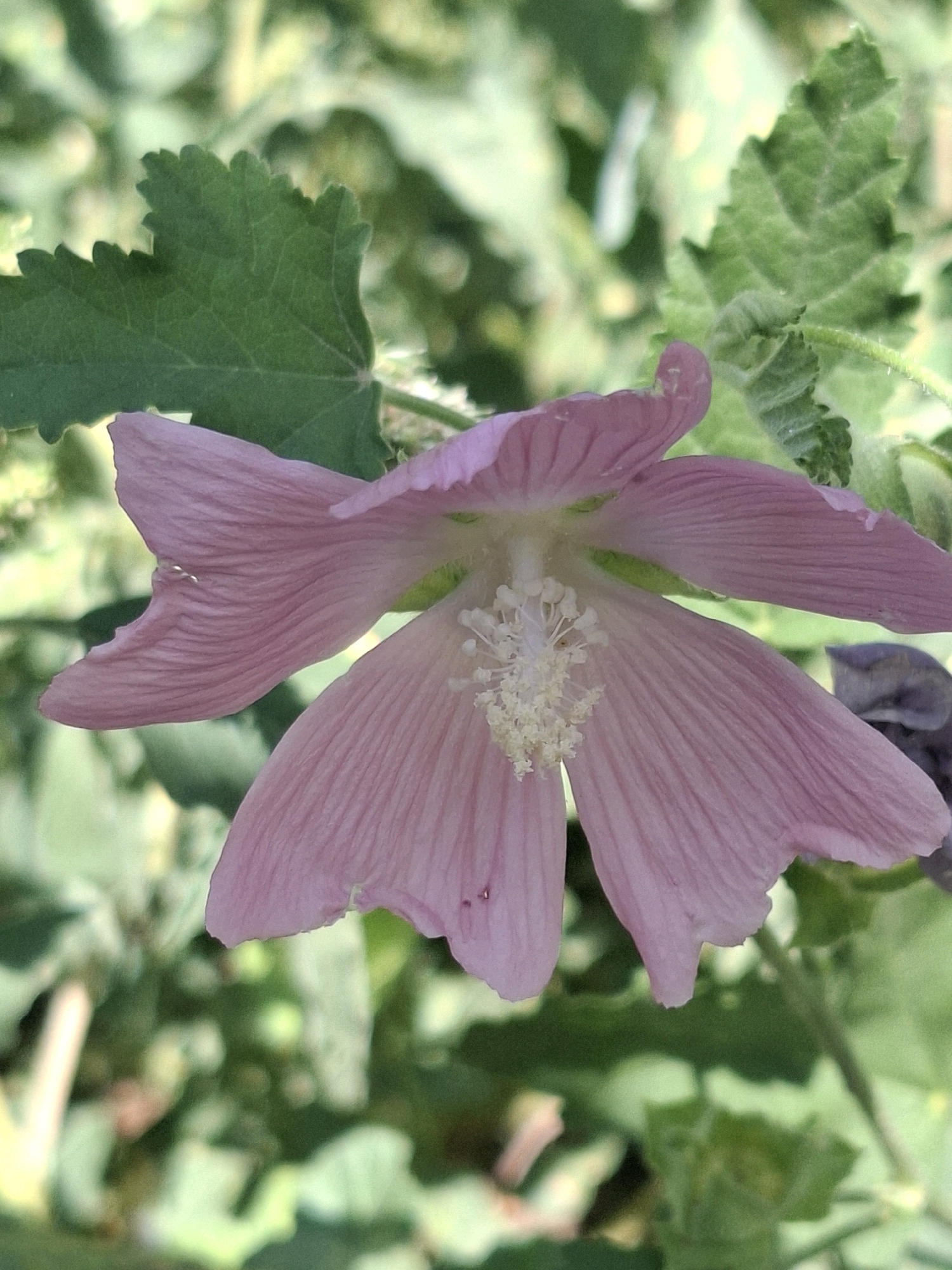 The image displays a close-up of a single, pale pink flower with delicate, ribbed petals. The flower has a cluster of white stamens in its center. The background consists of blurred green foliage, suggesting an outdoor setting. There is no indication of the city of Almaty, Kazakhstan, or any specific location within it. No people, actions, or interactions are visible. The scene is static and focuses solely on the botanical subject.