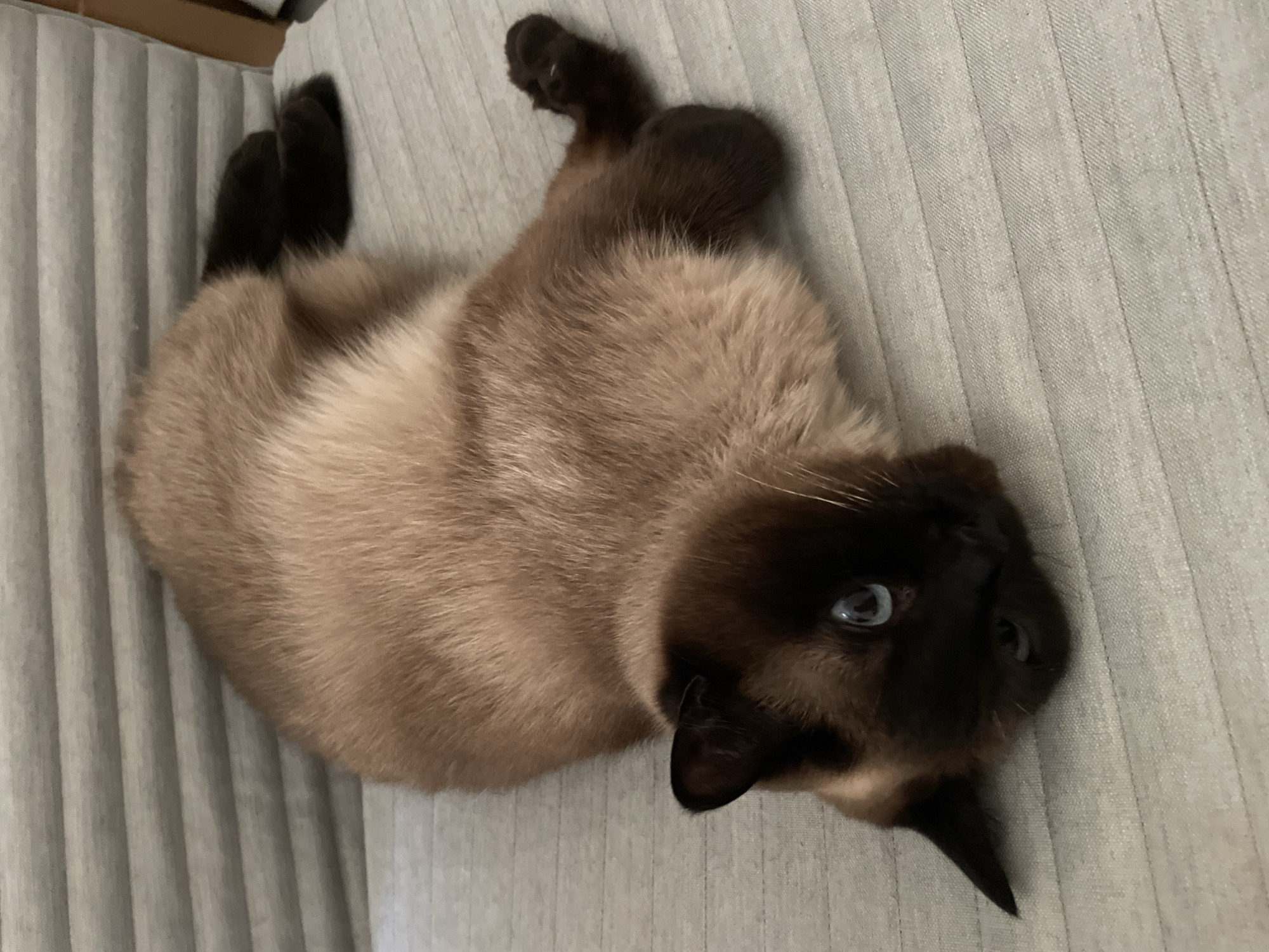 A Siamese cat is lying on a grey striped chair in an indoor setting. The cat has dark brown points on its face, ears, and paws, with a lighter brown body. Its eyes are blue. The cat is positioned on its side, with its body curled and its paws tucked underneath. The background consists of the striped upholstery of the chair.