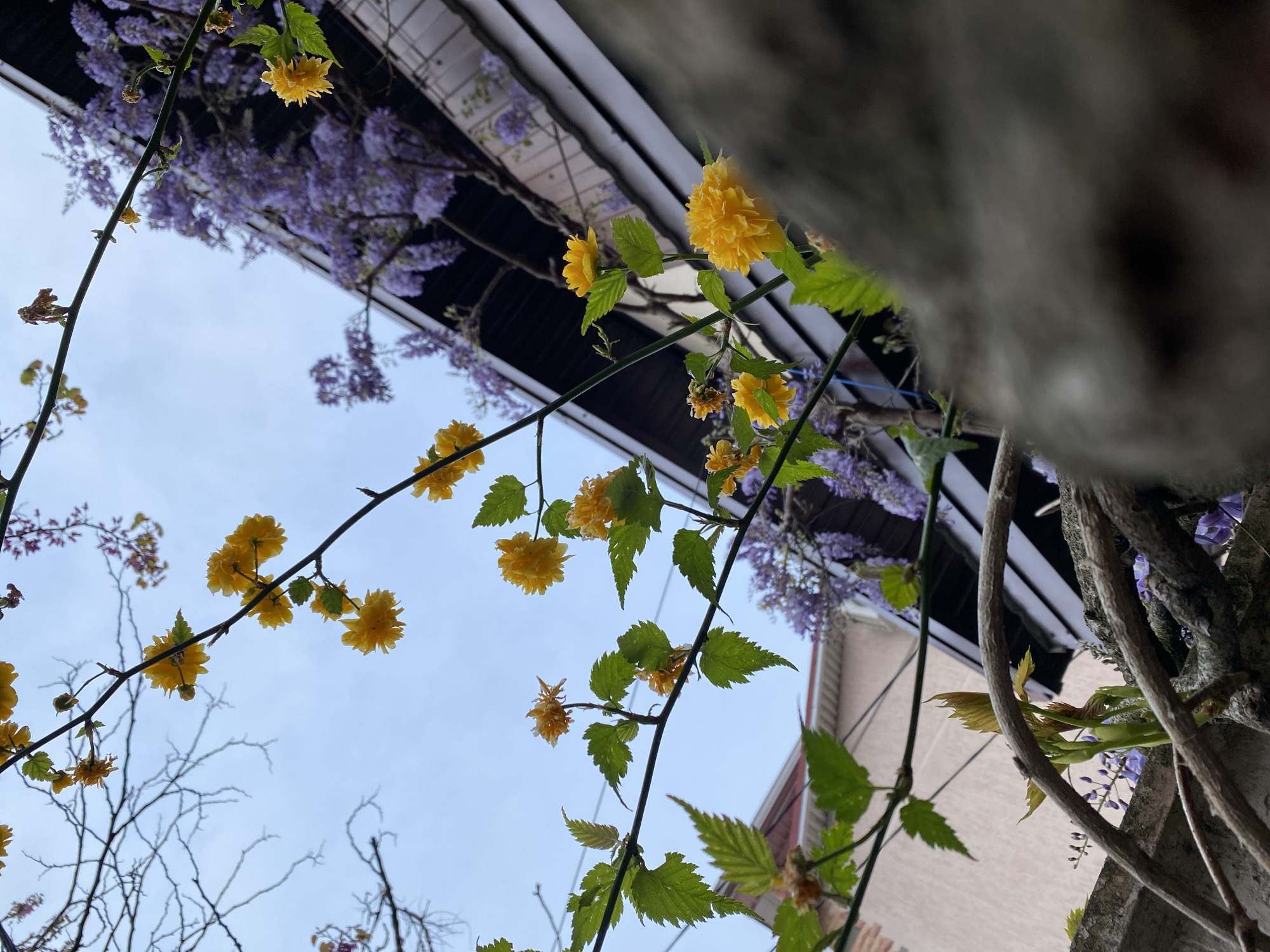 This image presents an upward-looking view of flowering plants against a bright sky, likely in a garden or courtyard setting in Gelendzhik, Russia. The primary subjects are two types of blooming flowers.
In the foreground and midground, numerous clusters of bright yellow, multi-petaled flowers, characteristic of Kerria japonica (often called Japanese Rose), are prominently displayed on slender stems with vibrant green, serrated leaves. Some bare branches are visible against the sky on the left side of the frame.
In the upper background, flowing cascades of purple flowers, typical of Wisteria, hang downwards from an overhead structure, possibly a balcony or a pergola, which casts a dark line across the upper part of the image. Behind this structure, a light-colored building wall is partially visible. To the far right, a thick, textured, out-of-focus brown tree trunk or mature vine adds depth to the composition.
The clear, light blue sky suggests a bright day, likely in spring or early summer, given the abundance of blossoms. There are no people or specific activities depicted. The scene conveys a sense of natural beauty and the vibrant colors of blooming flora. No text is visible in the image.