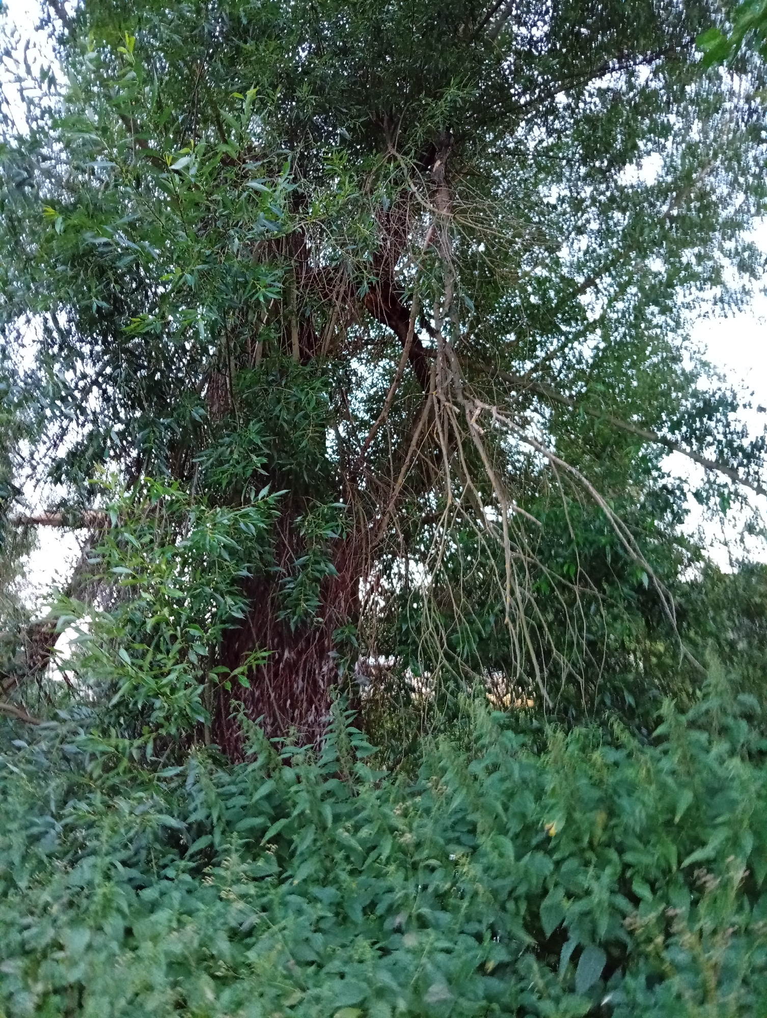 A mature tree with a thick, dark brown trunk stands prominently in the center of the frame, its branches reaching upwards and outwards. The tree is heavily laden with lush green leaves, creating a dense canopy that obscures much of the sky. Some of the branches are bare and gnarled, contrasting with the vibrant foliage. At the base of the tree, a thick growth of green herbaceous plants, possibly nettles, carpets the ground. The scene appears to be an outdoor environment, likely a park or a natural area within the city of Tišnov, Czechia. The lighting suggests it may be late afternoon or early evening, as the light is somewhat diffused, and shadows are not stark. No people or animals are visible in the image.