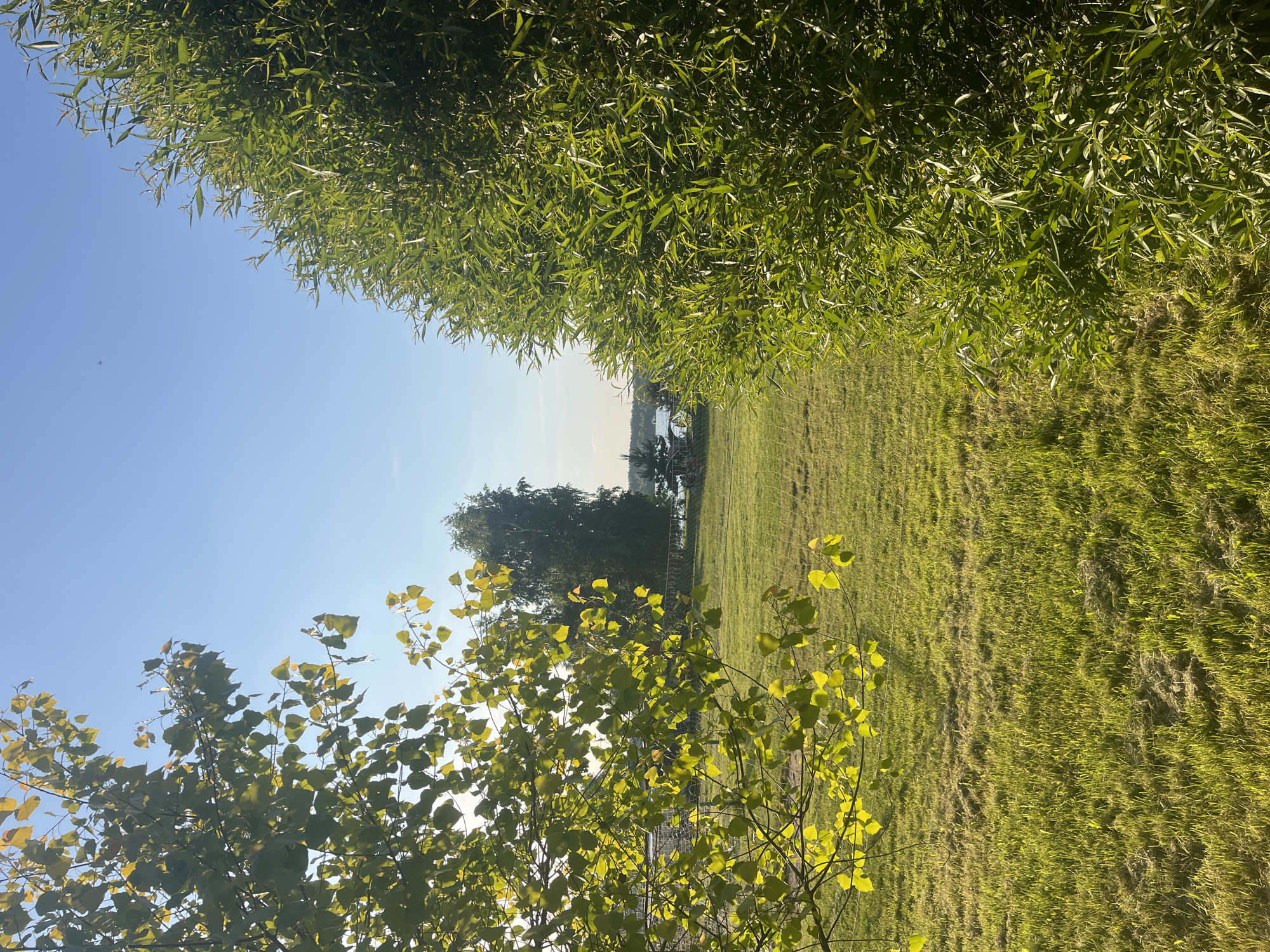 This image, taken in Kapustino, Russia, depicts an outdoor natural landscape under clear, sunny conditions. The foreground and midground are dominated by lush green foliage.
On the left, a deciduous tree branch with numerous light green, rounded or heart-shaped leaves extends into the frame, partially obscuring the view. These leaves are backlit by the sun, causing them to glow with a yellowish-green hue. On the right, a dense, tall bush or narrow-leafed tree, possibly a willow, forms a solid vertical mass of dark green foliage, well-lit on its visible side.
Between these two framing elements, a large expanse of mown green grass stretches across the midground. The grass exhibits variations in color and texture, with some areas appearing brighter and others slightly drier or more sparsely covered, creating subtle patterns.
In the distant background, beyond the grassy field, a wire fence runs horizontally. Behind the fence, a tranquil body of water, likely a river or lake, is visible under a bright blue, cloudless sky. The far bank of the water is lined with trees and small, indistinct structures, some of which may be buildings or vehicles, along with what appear to be a few small boats near the shoreline. No people or animals are discernible in the scene. The lighting suggests late morning or early afternoon, with a high sun creating distinct shadows and illuminating the landscape.