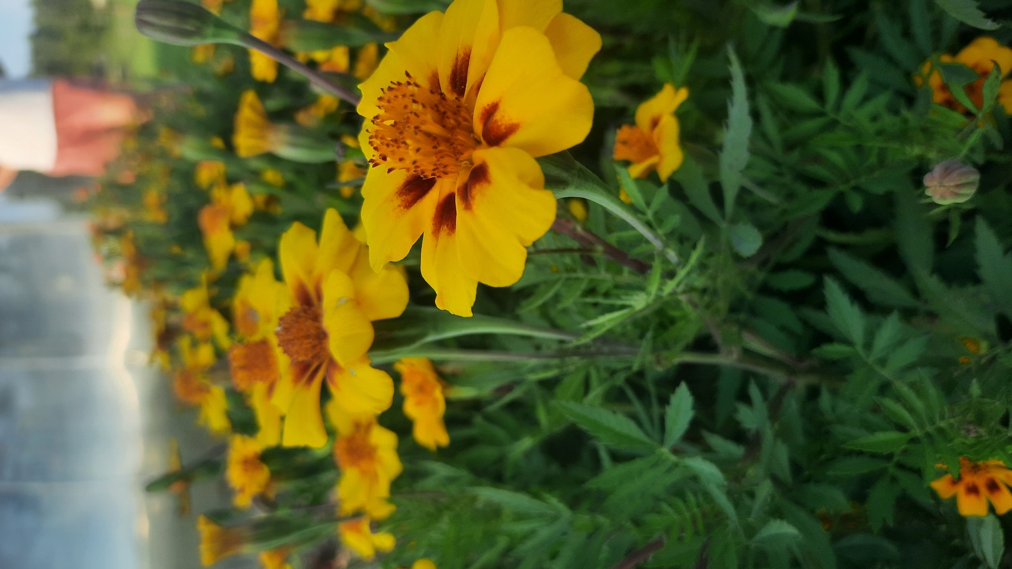 In this photograph, a cluster of vibrant yellow marigolds fills the frame. The flowers are characterized by their distinct dark maroon markings at the base of their petals, surrounding a prominent orange-brown center. The focus is sharp on the foreground flowers, while the background blurs into a soft wash of greens and yellows, suggesting a garden setting. A single, unopened marigold bud, a muted green and reddish-purple, is visible on the right side of the image. In the hazy background, a person wearing a white t-shirt and reddish-pink shorts can be seen, partially obscured by the foliage and the distance. The overall scene evokes a sense of a warm, sunny day in a cultivated outdoor space, possibly a garden or park. The image does not provide specific indicators of its location within the city of Шклоў, Belarus.