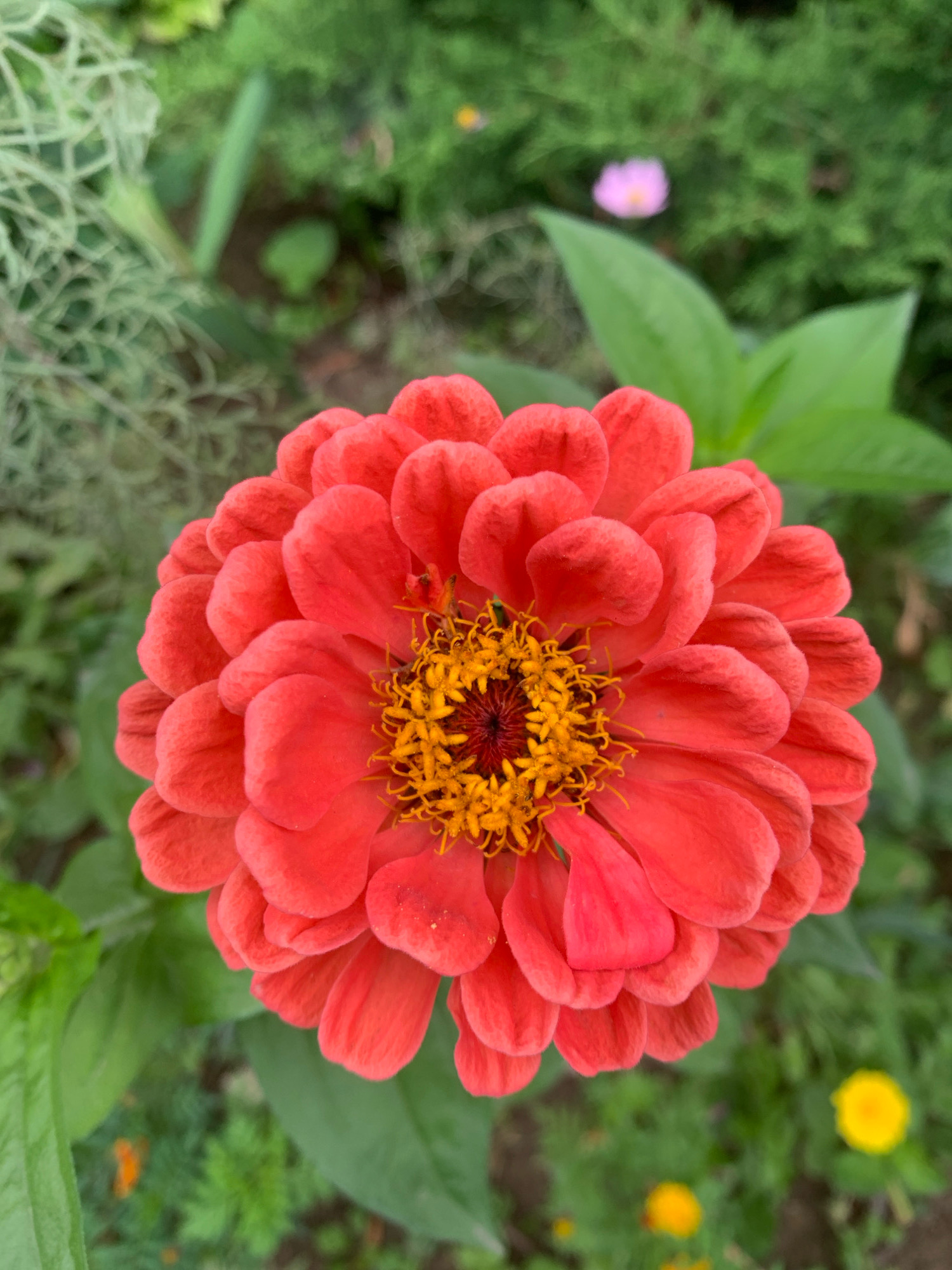 An extreme close-up, top-down shot shows a vibrant coral-pink zinnia flower in full bloom. Its numerous petals unfurl in concentric layers, creating a lush, full appearance. The center of the flower reveals a dense cluster of bright yellow stamens with dark red undertones. The background is a soft blur of green foliage, with hints of other flowers and plants suggesting an outdoor garden setting. The lighting appears natural, highlighting the textures and colors of the zinnia. The image does not contain any people or discernible human activity. No information about the specific location in Lviv, Ukraine, can be determined from the visual content of the image.