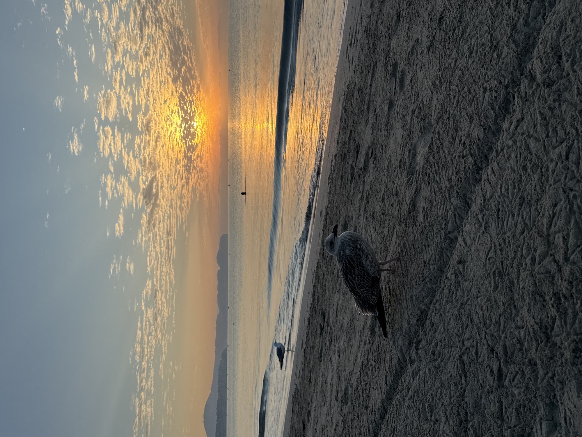 The image depicts a serene beach scene at sunrise in Calp, Spain. The sun is rising over the horizon, casting a warm golden glow on the water and illuminating the sky with streaks of orange and yellow. Fluffy white clouds are scattered across the sky, adding texture to the celestial canvas. In the foreground, the sandy beach is wet from the receding tide, with visible footprints and tracks left by the gulls.

Two seagulls are present in the image. The closest seagull is positioned on the sand, facing to the right, with its body angled slightly towards the viewer. Its feathers are a mix of grey and white, and it appears to be standing still. Another seagull is located closer to the water's edge, facing towards the sea. Its posture suggests it is either resting or observing the waves.

In the background, the calm sea stretches out to the horizon, reflecting the vibrant colors of the sunrise. The coastline is visible in the distance, with hills or mountains forming a silhouette against the bright sky. A solitary figure is seen swimming or wading in the sea, a small dark shape against the shimmering water. Several small boats or buoys are also dotted across the water. The overall atmosphere is peaceful and tranquil, capturing the early morning beauty of the Mediterranean coast.