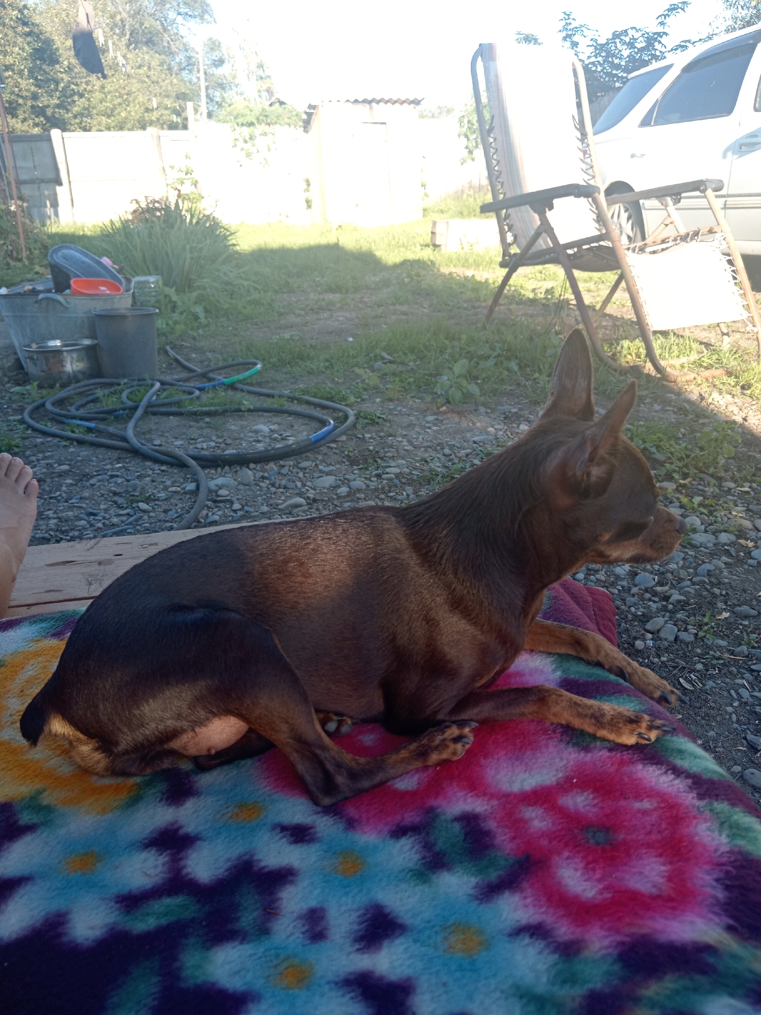 A medium shot captures a small, brown dog lying on a colorful blanket outdoors. The dog is facing to the right, with its head slightly tilted. Its fur appears to be short and smooth. The blanket is patterned with abstract shapes in shades of blue, purple, pink, and yellow. The dog is positioned on a wooden surface, likely a deck or porch, with a gravelly ground visible beyond it. In the background, various objects suggest a backyard setting. These include gardening equipment such as buckets and a coiled hose. Further back, a fence and some trees are visible, and to the right, a white vehicle and a folding chair are present. The lighting indicates it is daytime, with sunlight casting shadows. The scene is situated in the city of Novopokrovka, Russia.