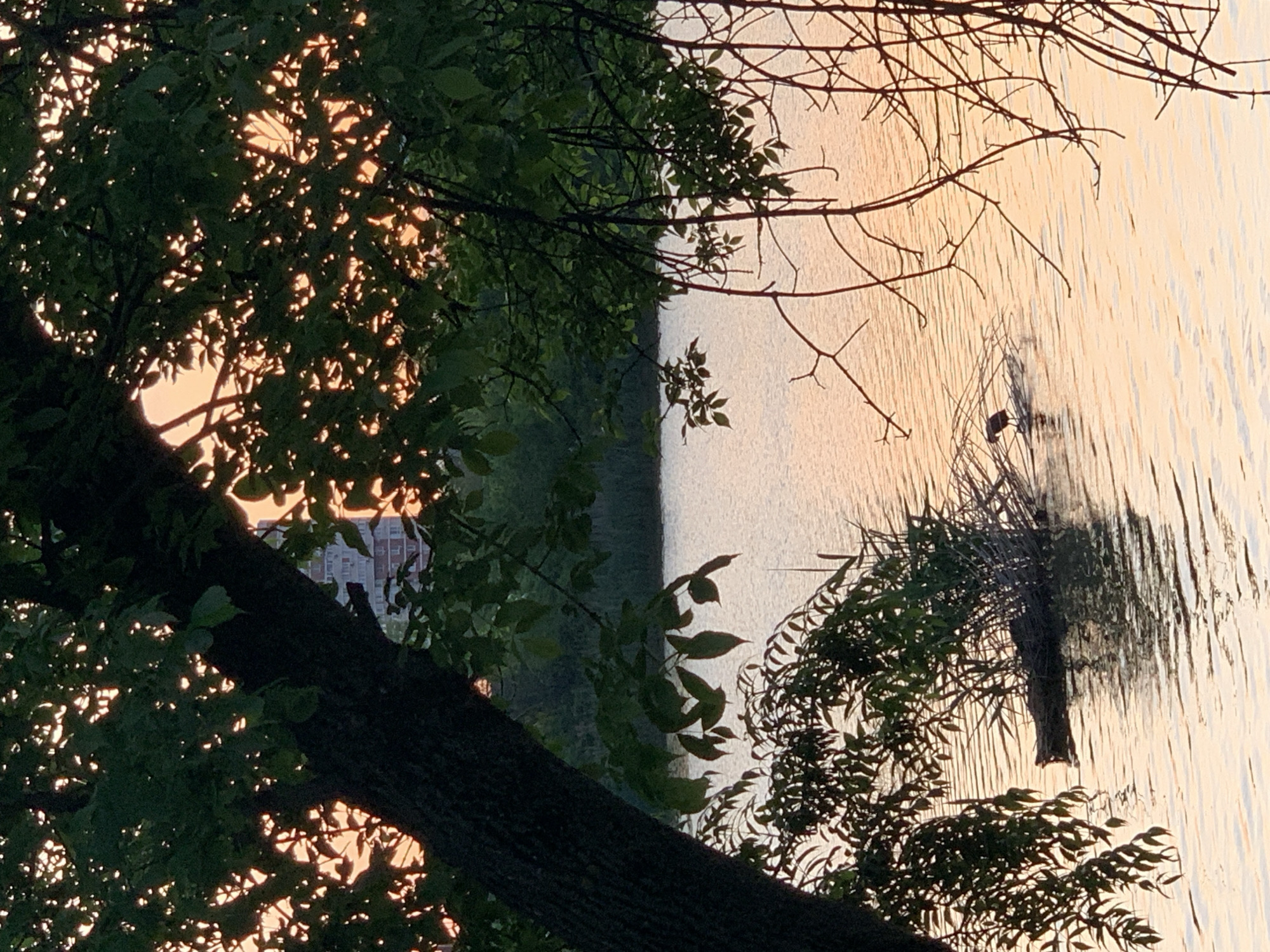 A daytime shot shows a lake with the sun setting. In the foreground are tree branches. The lake is light-colored and reflective. On the opposite side of the lake, there is a treeline. A building is partially visible through the trees.