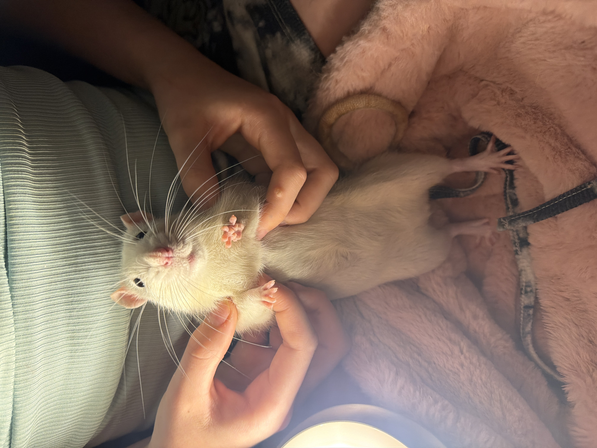 A person is holding a white rat on a light green surface. The rat is lying on its back and being held around the neck with both hands. The rat has long white whiskers and pink paws. There is a pink blanket with a harness on it next to the rat.