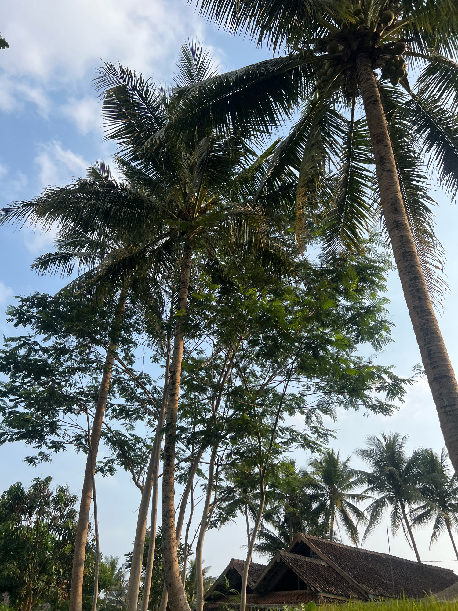 In the city of Wukirsari, Indonesia, a low-angle shot captures a cluster of tall trees, dominated by a prominent coconut palm on the right side of the frame. The coconut palm, with its rough, textured bark, reaches towards the sky, its fronds fanning out against a pale blue sky dotted with thin white clouds. To the left, a group of slender trees with lighter bark stands, their branches adorned with dense green foliage. In the background, a traditional Indonesian tiled roof structure, likely a house or pavilion, is partially visible, nestled amongst the trees. The scene is bathed in natural light, suggesting it was taken during the daytime. The environment appears rural and tropical, characterized by lush vegetation and the distinctive architecture of the region.