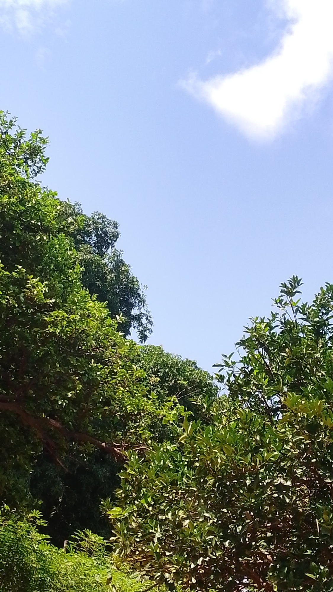 The image shows a view of lush green trees against a bright blue sky with a few white clouds, one of which is partially illuminated by the sun. The trees are dense and leafy, suggesting a natural or park-like setting. The perspective is from below, looking upwards towards the sky and through the tree canopy. There are no people or man-made structures visible in this portion of the image. The overall impression is one of a sunny day in a verdant environment. This scene is consistent with the natural landscape of Donga, Nigeria, which is known for its greenery and clear skies during the dry season.