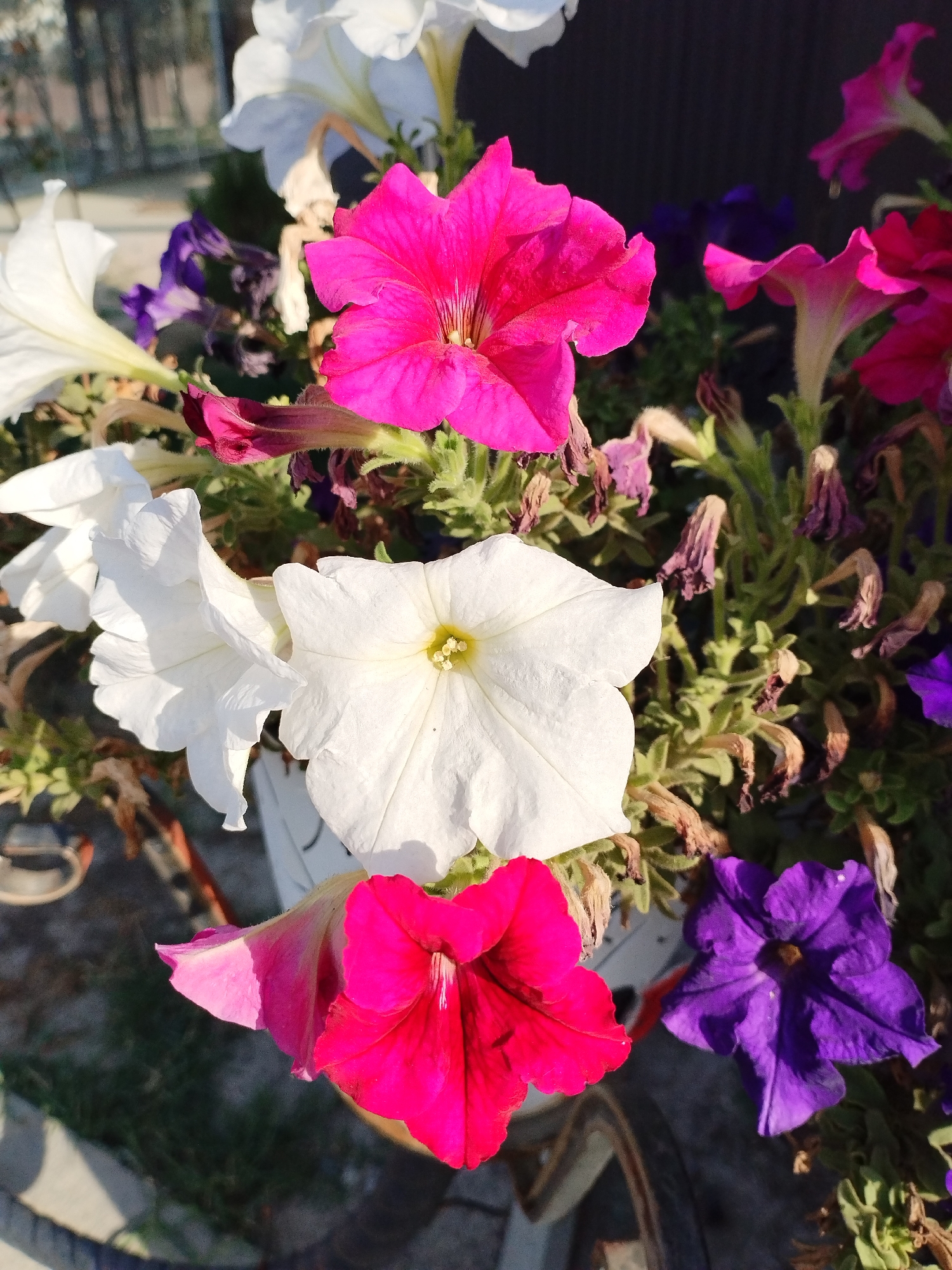 In Kyzyl-Kyya, Kyrgyzstan, a close-up shot captures a vibrant assortment of petunias. The flowers, in shades of bright pink, white, and deep purple, are densely packed in a planter. Some of the petunias are in full bloom, their petals wide open, while others are partially closed or show signs of wilting. The background is a blur of greenery and dried foliage, suggesting a garden or outdoor setting. The lighting indicates it is daytime, with sunlight casting shadows and highlighting the textures of the petals. The scene is composed from a slightly elevated perspective, looking down into the planter.