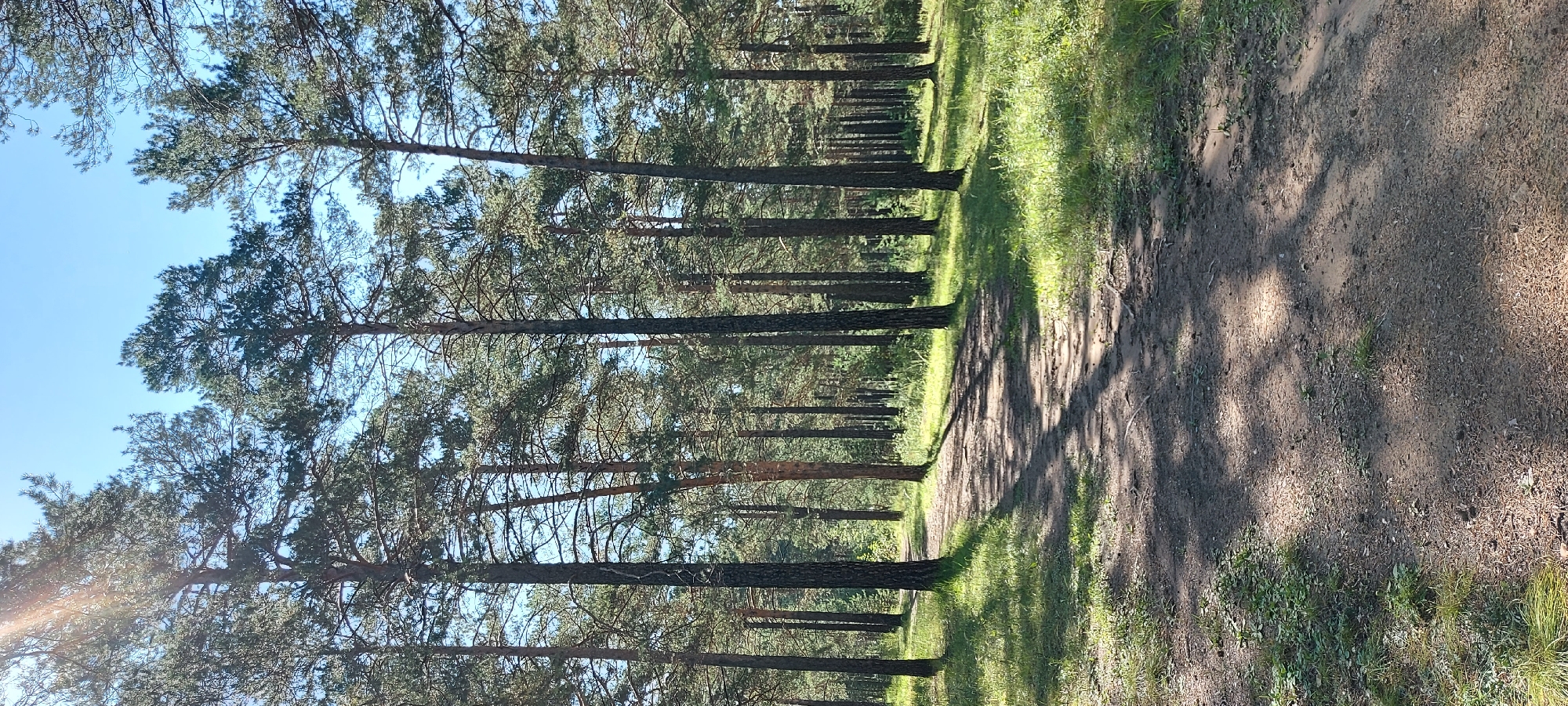 The image depicts a sun-dappled dirt path winding through a pine forest under a clear blue sky. Tall, slender pine trees with dense green needles line both sides of the path, casting intricate shadows on the sandy ground. Patches of grass and small green plants grow alongside the path, illuminated by sunlight filtering through the canopy. The scene appears to be a natural, outdoor environment, possibly a park or trail within a wooded area. The location is the region of Chita, Russia. There are no people or animals visible in the image.