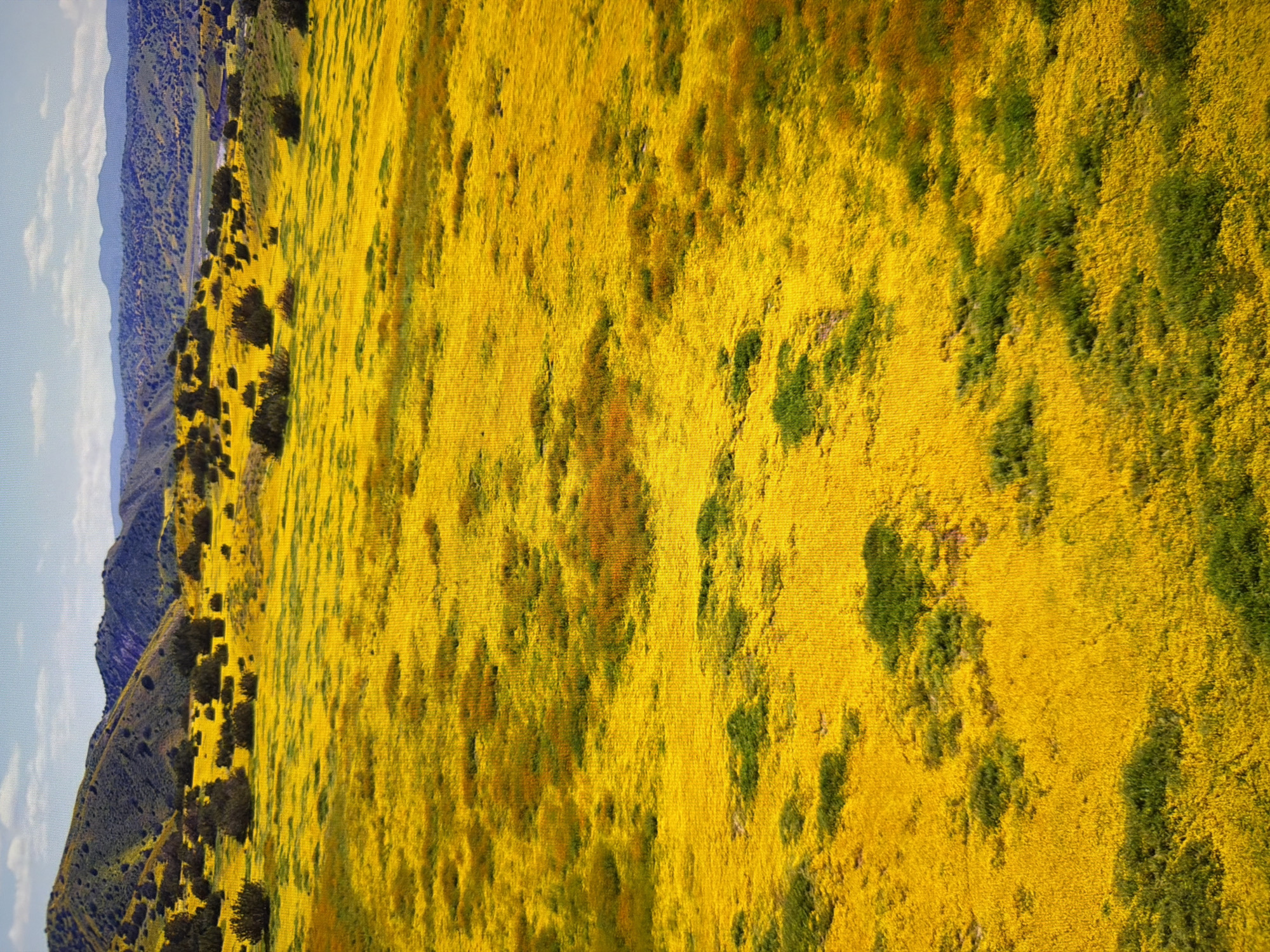 This is an aerial view of a vast field covered in bright yellow wildflowers, interspersed with patches of green vegetation and scattered shrubs. In the background, rolling hills covered in scrub brush rise towards a distant mountain range. The sky above is a pale blue with scattered white clouds. The image depicts a natural, rural landscape, likely during springtime. There is no indication that this location is in Kyiv, Ukraine.