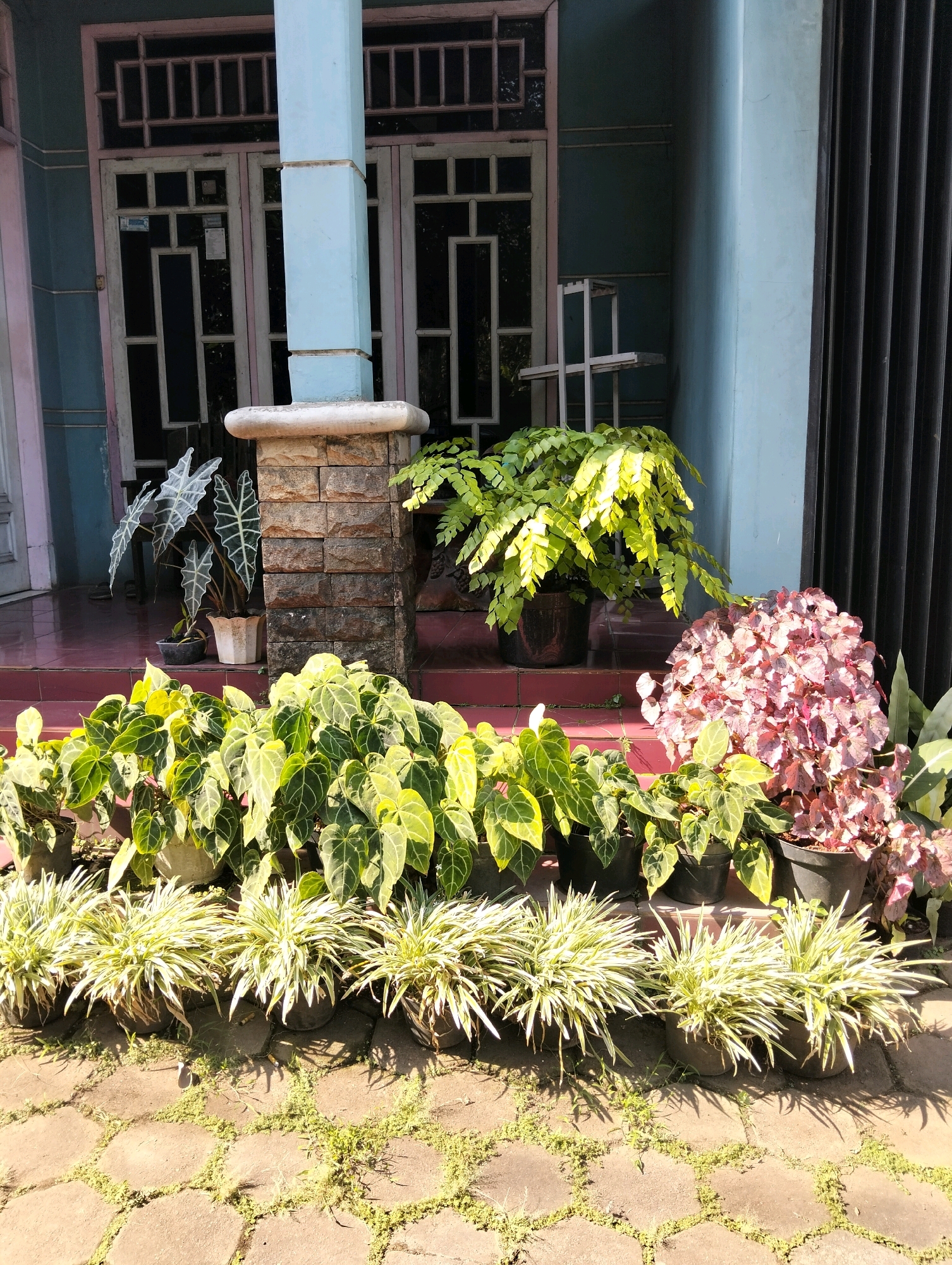 The image depicts a front porch area of a house, likely in Adinuso, Indonesia. The house exterior is painted a light blue with darker blue accents and features large double doors with decorative window panes. A light blue pillar with stone accents stands in front of the doors.
A variety of potted plants are arranged on the porch and the adjacent paved walkway. In the foreground, several pots contain plants with long, slender, variegated green and white leaves. Behind these, there are multiple plants with large, heart-shaped, dark green leaves with prominent light green veins. To the right, a dense plant with reddish-pink foliage is visible. Further back and to the left, a plant with large, dark green, arrow-shaped leaves with white veins stands in a white pot. Behind this, a lush plant with feathery, bright green leaves cascades from a dark pot.
The ground is paved with interlocking hexagonal stones, with small patches of green grass growing in the gaps. Sunlight casts shadows across the scene, indicating it is daytime. There are no people visible in the image. The overall impression is of a well-maintained, plant-filled entrance to a residential property.