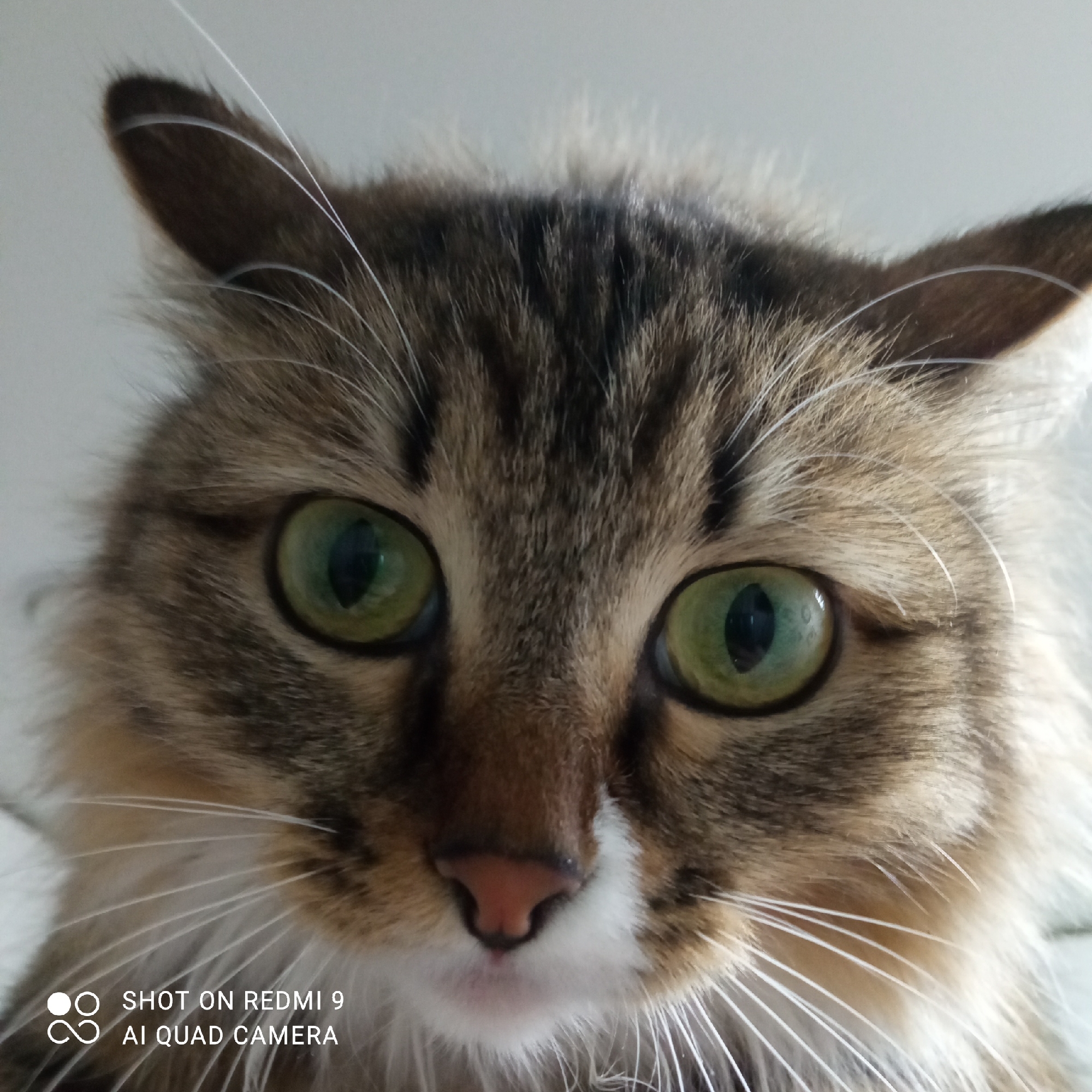 A close-up, straight-on shot of a cat's face fills the frame. The cat has green eyes and a brown and black striped pattern on its forehead. White whiskers are visible around the nose and cheeks. The nose is pink. The cat's ears are brown and slightly pointed upwards. The bottom left corner of the image contains the text "SHOT ON REDMI 9 AI QUAD CAMERA". There is no indication of the location being Chaikovsky, Russia. The environment is a plain, likely indoor, space.