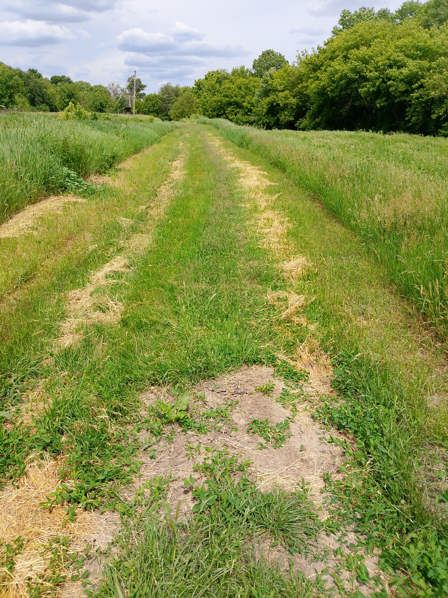 This image captures a long, narrow dirt path cutting through a field of lush green and golden-brown grass. The path, visible from the foreground, recedes into the distance, suggesting a journey into a natural, rural setting. The ground of the path itself is a mix of bare earth, dry, straw-like debris, and patches of green low-lying vegetation.
On both sides of the path, tall, untamed grasses dominate the landscape, ranging in color from vibrant emerald green to drier, lighter green and golden hues, indicating varying stages of growth or dryness. Beyond the immediate field of grass, dense foliage of deciduous trees forms a thick green wall on both the left and right sides, extending into the background.
In the mid-ground, on the left side of the path, a wooden utility pole stands tall, partially obscured by the trees. Nearby, a small, dark-colored structure, possibly a shed or a small building, is visible nestled among the greenery. The sky above is partially cloudy, with soft white and grey clouds scattered across a lighter blue backdrop, suggesting either an overcast day or a bright day with some cloud cover.
The scene conveys a sense of tranquility and an untouched natural environment, characteristic of a countryside or wilderness area. No human figures or discernible activities are taking place, leaving the path open for interpretation as a route for passage or simply a feature of the landscape. The time of day appears to be daytime, likely late morning or early afternoon, given the overall brightness. No visible text is present in the image.