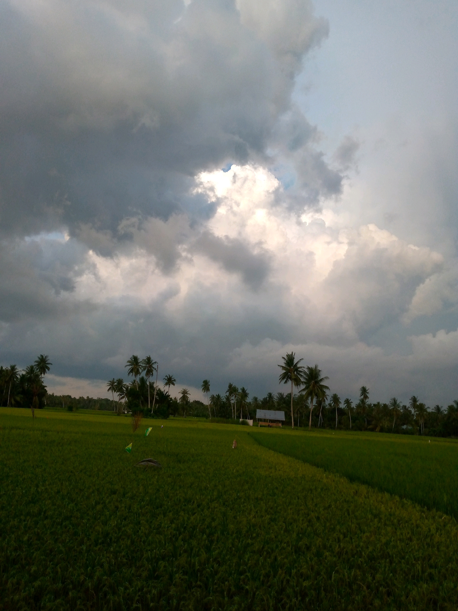 An overcast sky hangs above a verdant rice paddy in Kutaglumpang, Indonesia. Tall, slender palm trees line the horizon, interspersed with a small, rustic structure that appears to be a shed. The rice field stretches out, a vibrant carpet of green, with a few scarecrows strategically placed to deter birds. The clouds, a mix of dark grey and soft white, create a dramatic backdrop, suggesting an impending storm or the aftermath of one. The overall scene evokes a sense of rural tranquility, punctuated by the raw beauty of nature.