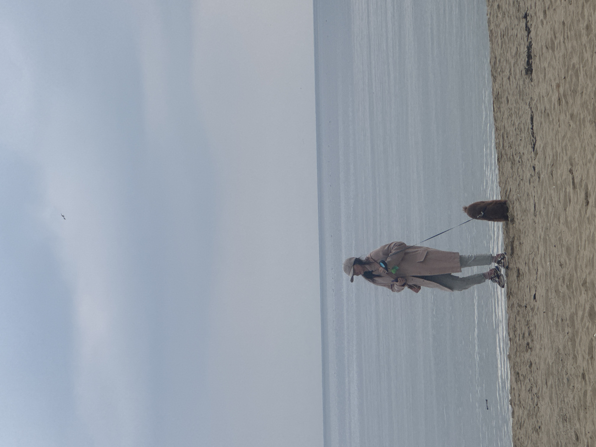 A person in a tan coat and baseball cap walks a brown dog on a leash along a sandy beach. The person is looking down at a mobile phone, and the dog is walking near the water's edge. The beach is next to the sea, which appears calm. The sky is overcast. The location is most likely in Varna, Bulgaria.