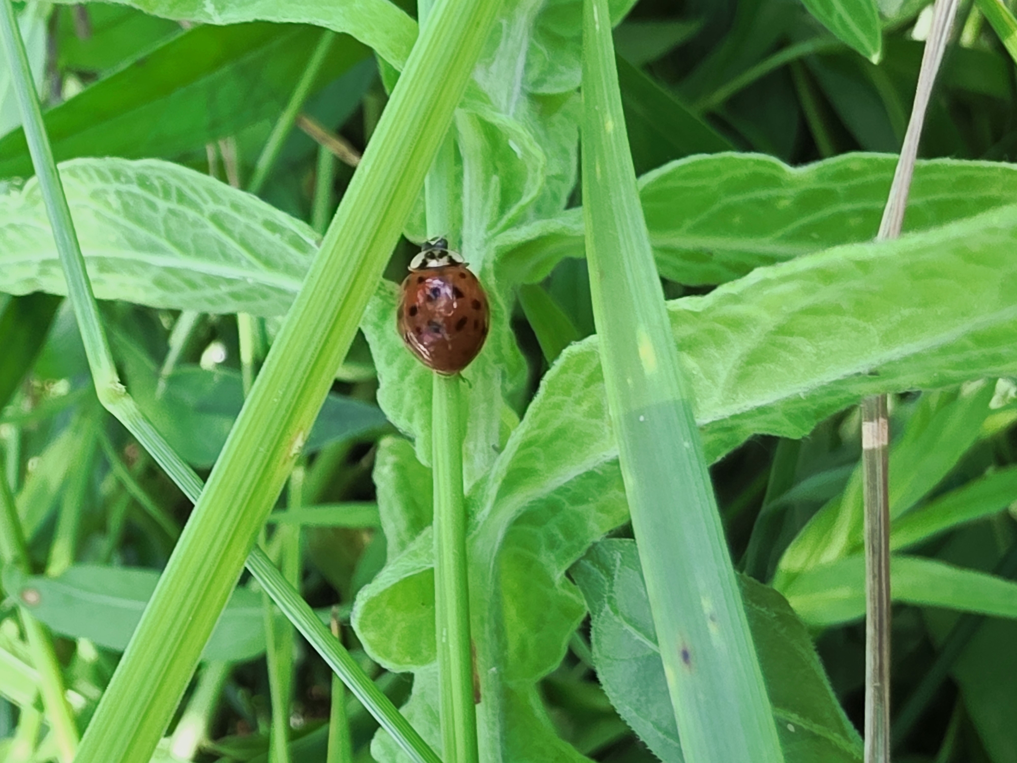 A close-up, high-angle shot captures a ladybug on a lush green plant. The ladybug, predominantly red with black spots, is positioned on a leaf. The surrounding environment is a dense arrangement of green grass and leaves, with some blades of grass crossing horizontally in the foreground and background, creating layers and depth. The lighting suggests an outdoor setting, likely during daylight hours, with a shallow depth of field that blurs the background, emphasizing the ladybug and the immediate plant. The image does not contain any discernable landmarks or elements that would allow for pinpointing a specific location within Varna, Bulgaria.