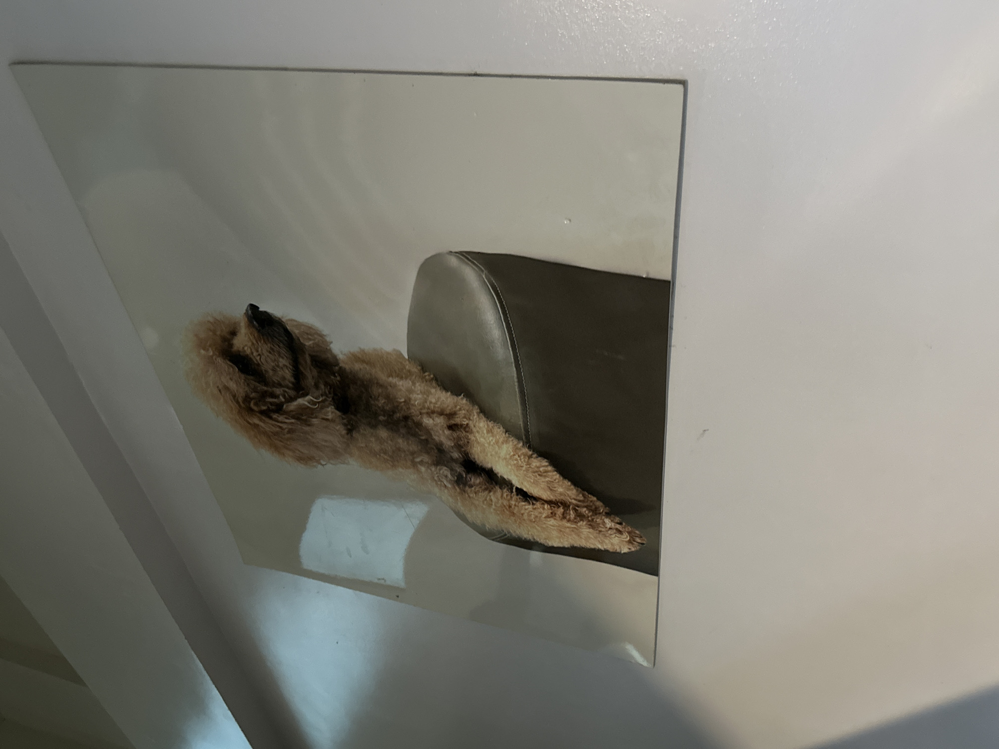 A framed photograph hangs on a white wall. The photo depicts a brown, furry animal reclining on a gray chair. The location appears to be indoors, based on the wall. There is no evidence to suggest a specific location in Davao City, Philippines.