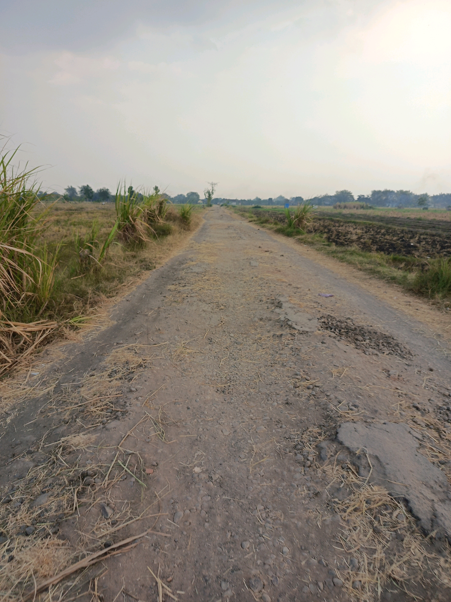 The image depicts a rural, unpaved road in Kincang Wetan, Indonesia. The road is made of dirt and gravel, with visible patches of damage and uneven surfaces. Tall, dry grasses and reeds line the sides of the road, with some green foliage interspersed. Beyond the road, cultivated fields, appearing tilled and dark, are visible. A line of trees forms the distant horizon, under a pale, overcast sky. There are no people or vehicles in the scene. The overall impression is one of a sparsely populated, agricultural landscape.