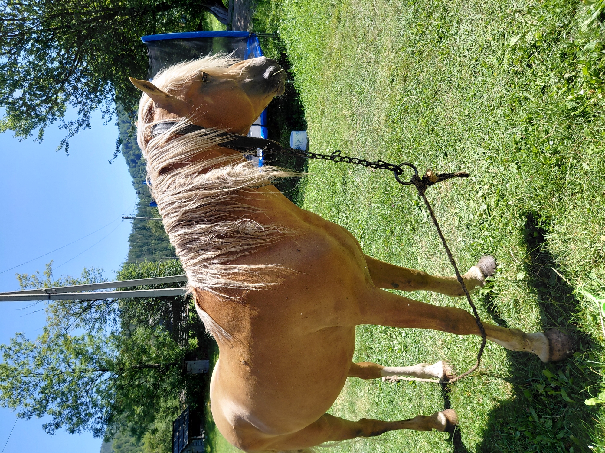 A light brown horse is standing in a grassy area under a bright, clear blue sky. The horse has a long, light blonde mane that is blowing slightly. It is wearing a dark bridle or halter. A metal chain leash is attached to the horse's halter and extends down to a loop of rope that is tied around the horse's front legs, suggesting the horse is tethered. In the background, there are trees, a utility pole with wires, a small wooden shed, and a blue trampoline. The ground is covered in green grass with some patches of dirt and scattered leaves or debris. The overall scene appears to be in a rural or semi-rural setting, likely outdoors. The image does not provide any specific visual cues to confirm the location as Chernyk, Ukraine.