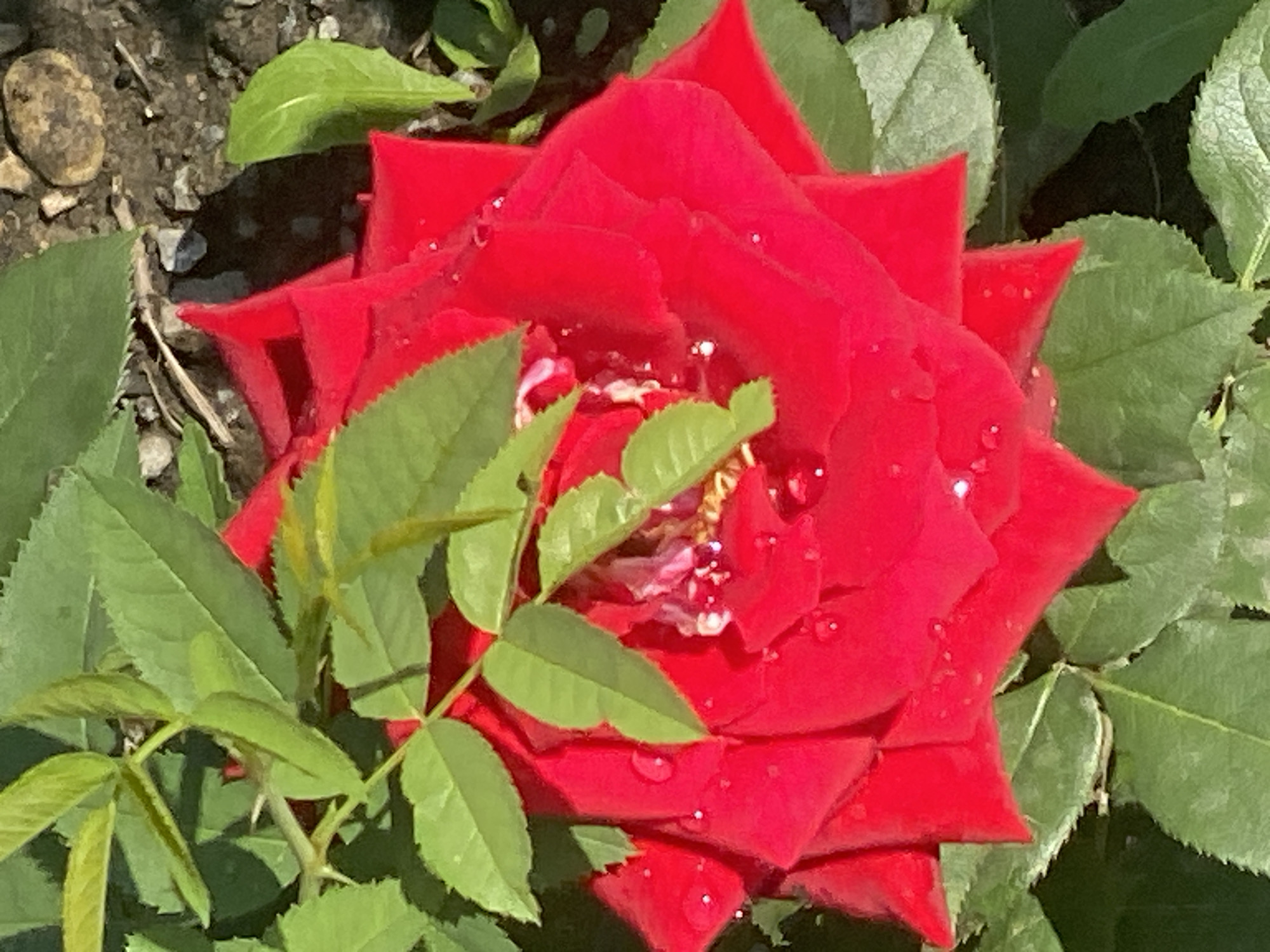 The image shows a close-up of a vibrant red rose with water droplets on its petals, surrounded by green leaves. The rose is in bloom and appears healthy. The background is out of focus, showing some soil and pebbles. The scene is outdoors, likely in a garden. The image quality is moderate, with some slight blurriness. There are no people, animals, or other significant objects visible in the frame. The overall impression is of a beautiful natural detail. There is no information in the image that allows for determining its location in Novokuznetsk, Russia.