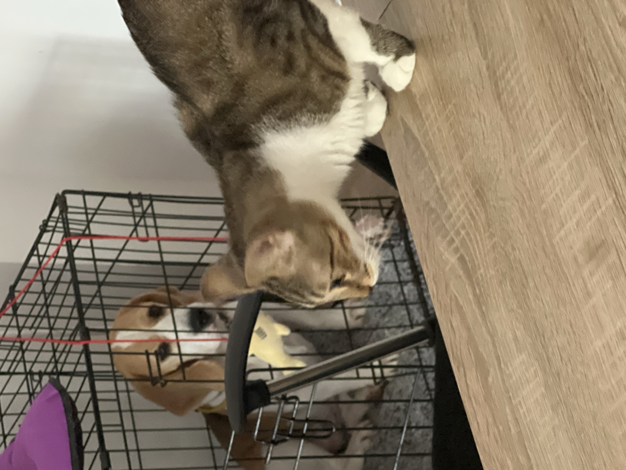 A cat with brown and white fur is leaning over a wooden surface, looking down at a dog inside a black wire cage. The dog, a beagle with brown, white, and black markings, is looking up at the cat. A yellow toy is visible inside the cage. The background is a plain white wall. This image was taken in Budva, Montenegro.