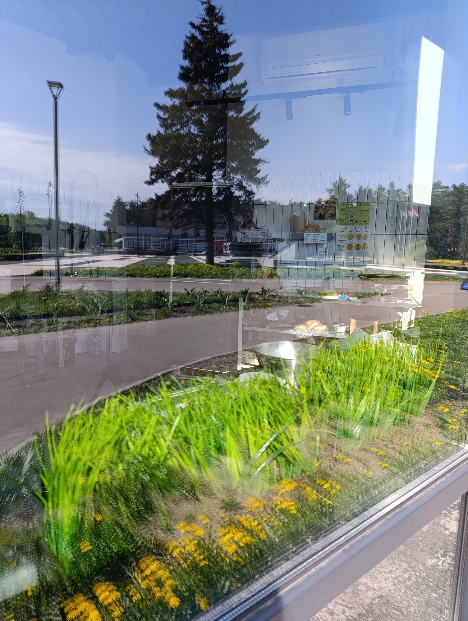 The image shows a scene with a strong reflection in a window. The reflection includes a tall coniferous tree, a light pole, and part of a modern building with a white exterior and a glass facade. There is also an air conditioning unit visible in the upper part of the reflection.
Behind the window, inside the structure, there is what appears to be a food service area. Stainless steel equipment and containers are visible. There are also posters with food items on them. The foreground shows a flower bed with green grass-like plants and yellow flowers, likely dandelions. The location is Unknown, Unknown.