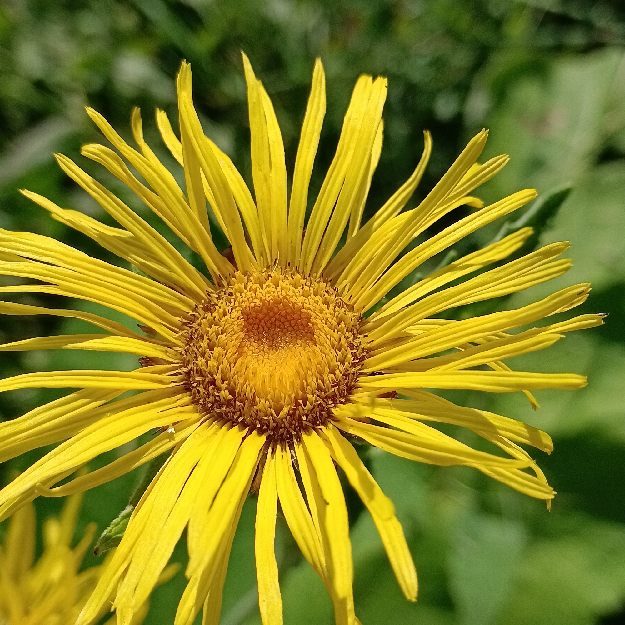 A close-up, eye-level, outdoor shot showcases the front-facing, bright yellow petals and central disk of a single flower. The flower's petals radiate outwards, with a sharp focus on the detailed texture of each elongated petal. The flower's center is a cluster of smaller, tightly packed, dark brown and yellow florets. The background is softly blurred with green foliage, indicating a natural, outdoor setting. The image does not contain any individuals or specific structures that would indicate a location within Novokuybyshevsk, Russia.