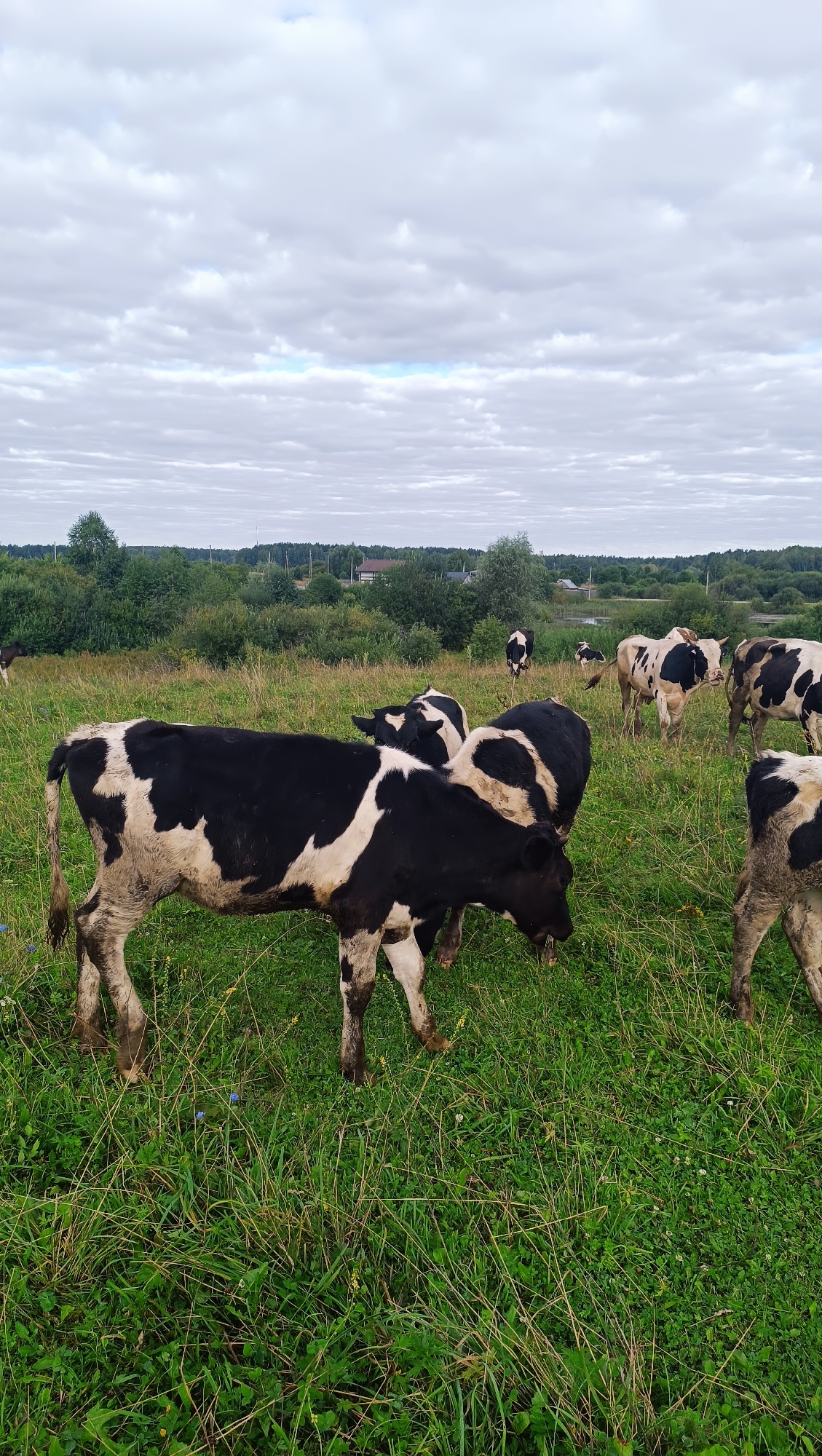 A herd of black and white cows grazes in a lush green field under a cloudy sky. The cows are of various sizes and are scattered across the field, some close together, others more distant. The foreground shows a close-up of several cows, their bodies partially covered in mud from the wet grass. In the background, a line of trees and shrubs borders the field, with a few houses visible through the foliage, suggesting a rural or semi-rural setting. The sky is overcast with layers of grey clouds, with occasional breaks of lighter sky. The overall impression is of a pastoral scene. The image does not provide enough information to determine if it is located in Karsha, Russia.