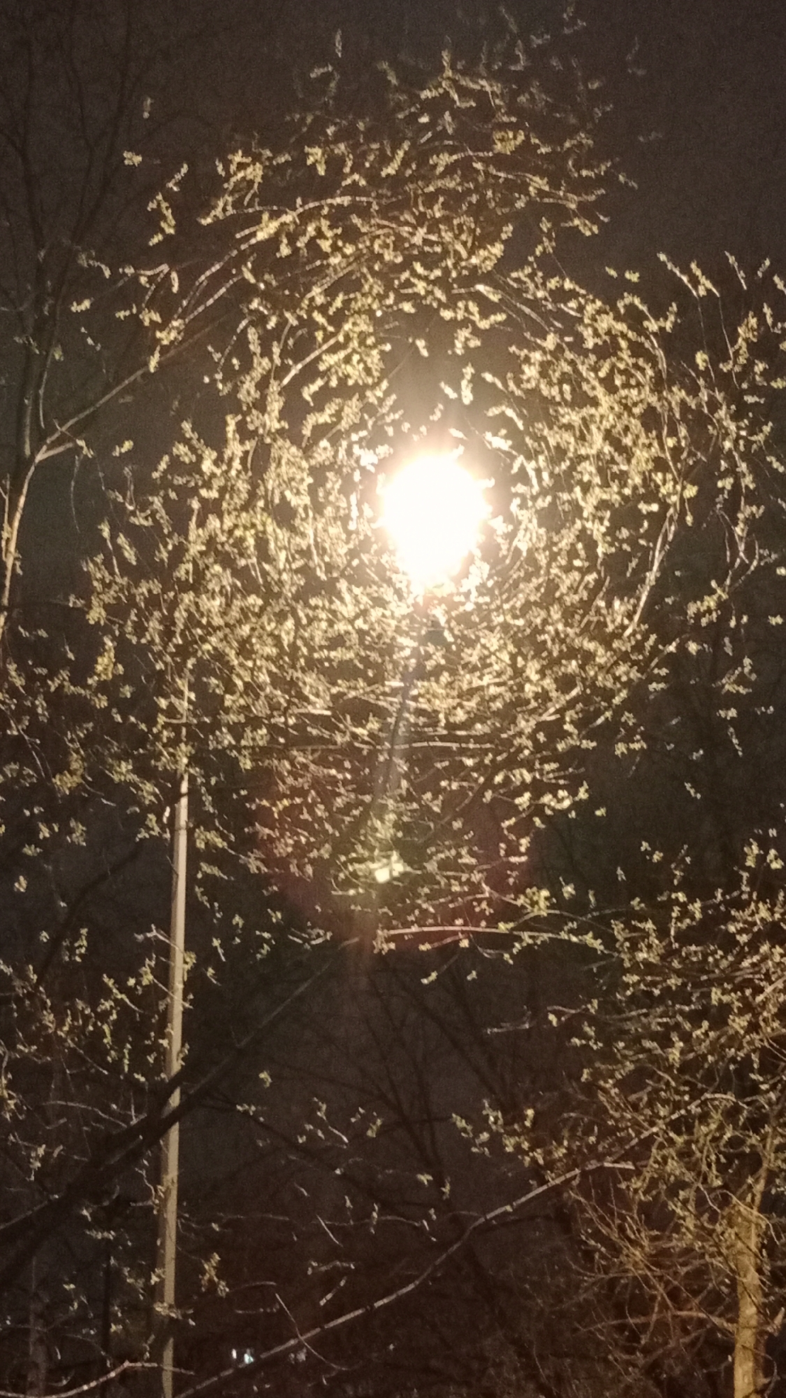 A nighttime scene features a bright street lamp surrounded by the branches of trees, possibly in Moscow, Russia. The lamp is the central focal point, emitting a strong glow that illuminates the surrounding foliage. The branches are adorned with small buds or leaves, hinting at springtime. The sky is dark, contrasting with the brightness of the lamp. A light pole is partially visible.