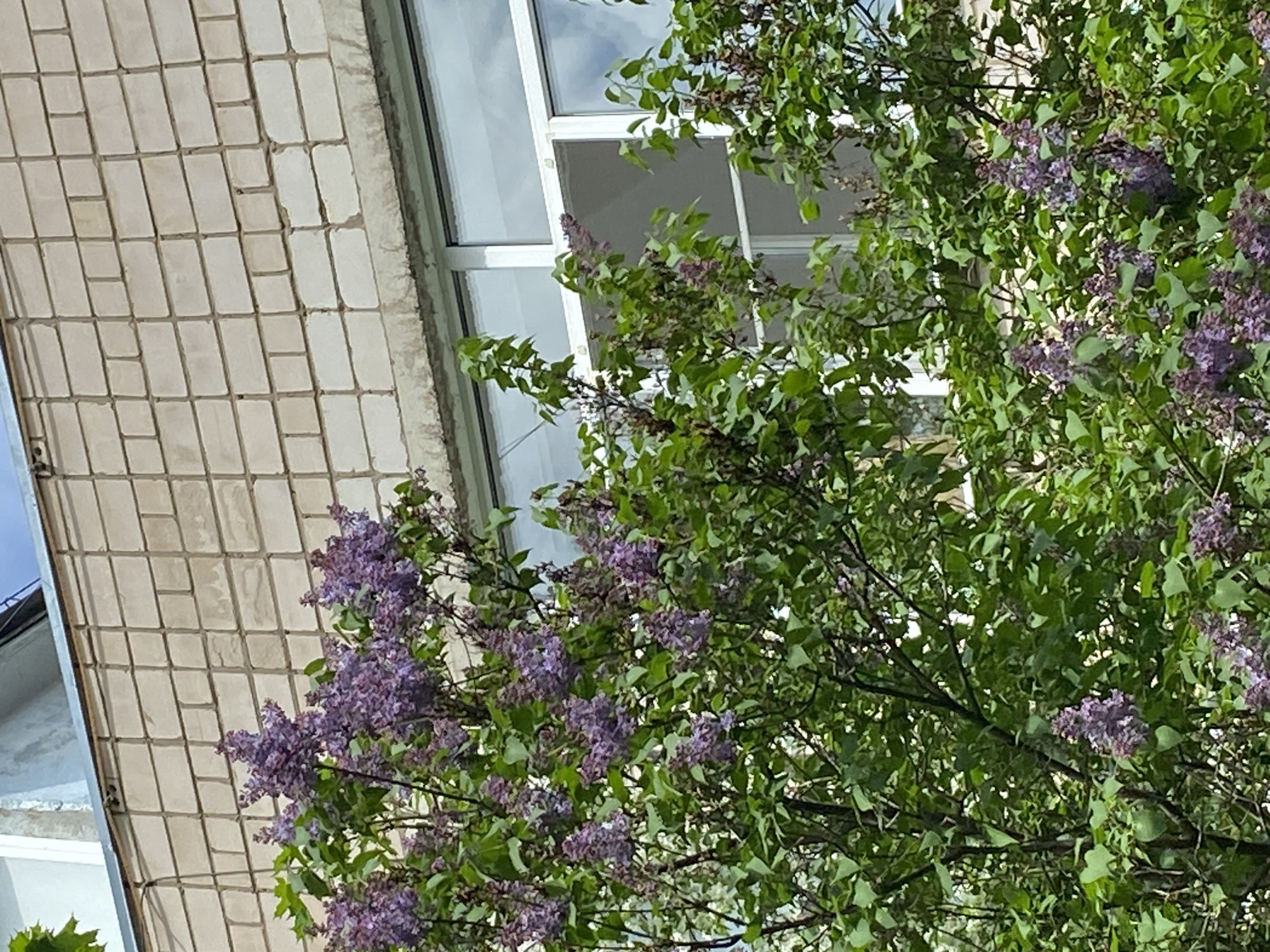 The image shows a close-up view of a building with a beige brick facade and a white-framed window. Lush greenery, including lilac bushes with purple flowers, partially obscures the window and extends into the foreground. The sky is visible through the window. The building appears to be located outdoors. It is not possible to determine the location in the city of Noviy, Russia, from the image provided.