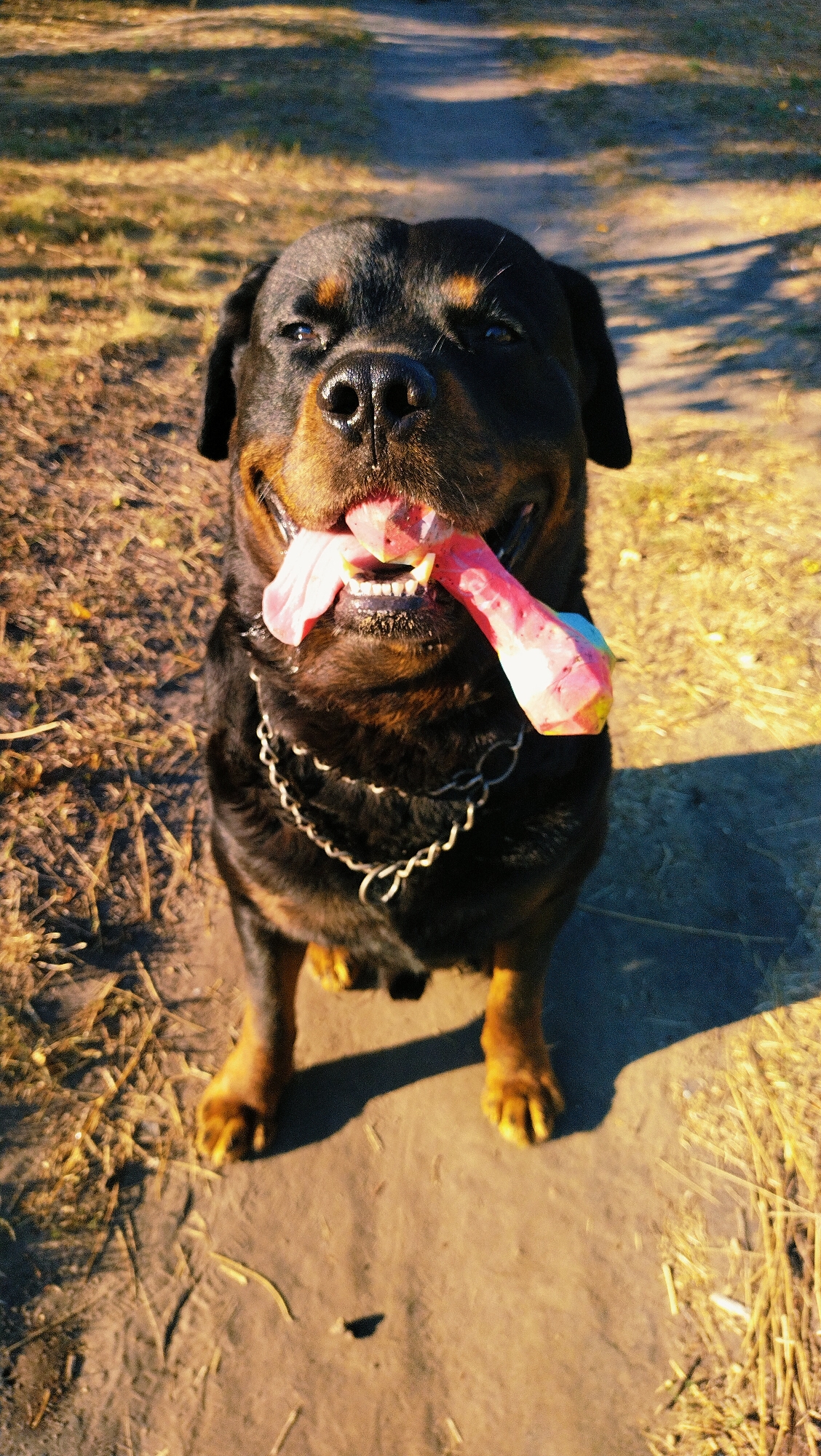 A Rottweiler dog is sitting on a dirt path outdoors with dry grass and trees in the background. The dog is holding a pink and yellow chew toy in its mouth, with its tongue hanging out. The dog is wearing a metal chain collar. The lighting suggests it is daytime.