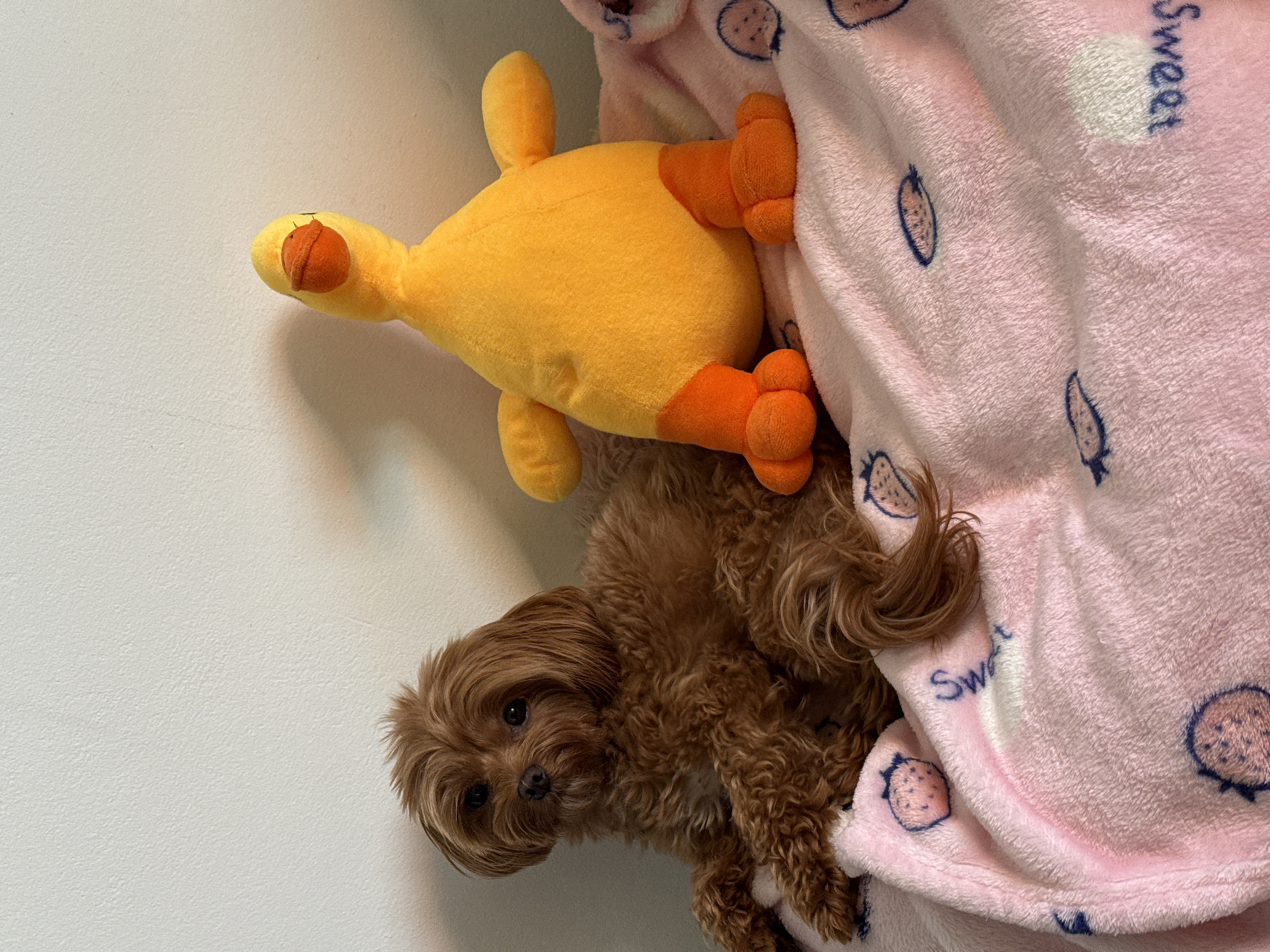 A small, light brown dog with curly fur is lying on a pink blanket with a strawberry pattern. Next to the dog is a large, yellow stuffed duck with orange feet and beak. The background is a plain, off-white wall. The scene appears to be indoors, possibly in a home.