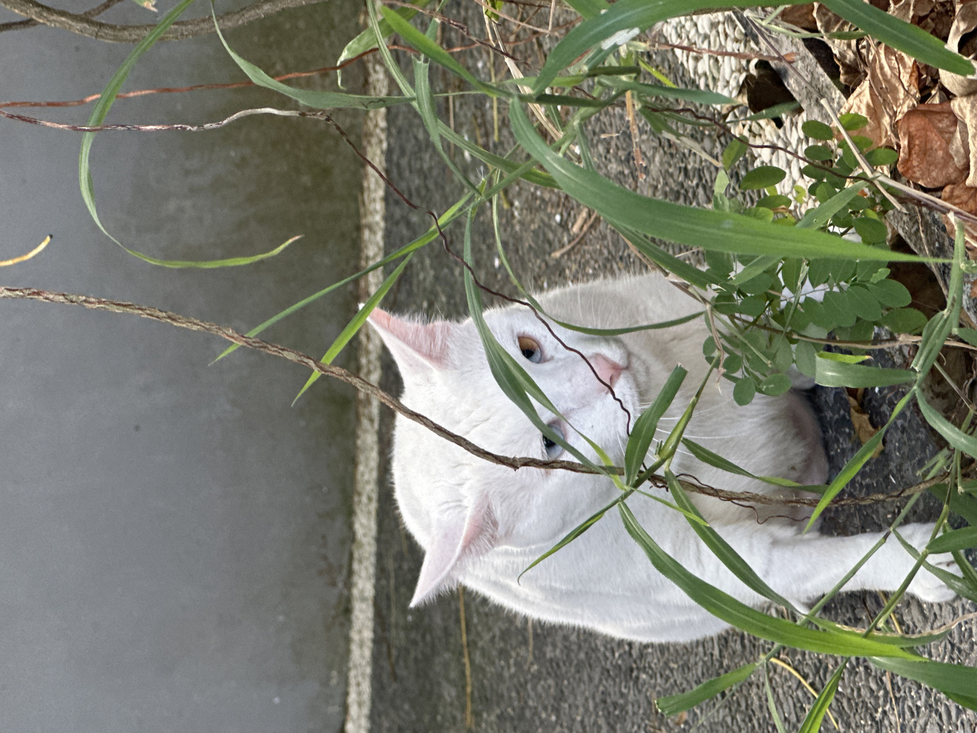 A white cat with heterochromia, one blue eye and one amber eye, sits on an asphalt surface, partially obscured by green vegetation. The cat's fur is pristine white, and its ears are pointed upwards. The background consists of a plain grey wall and a textured surface, possibly a sidewalk. The scene is outdoors, suggesting a natural or semi-urban environment, likely within the vicinity of Sukawati, Indonesia, given the presence of lush green foliage. There are no other visible subjects or objects of note.