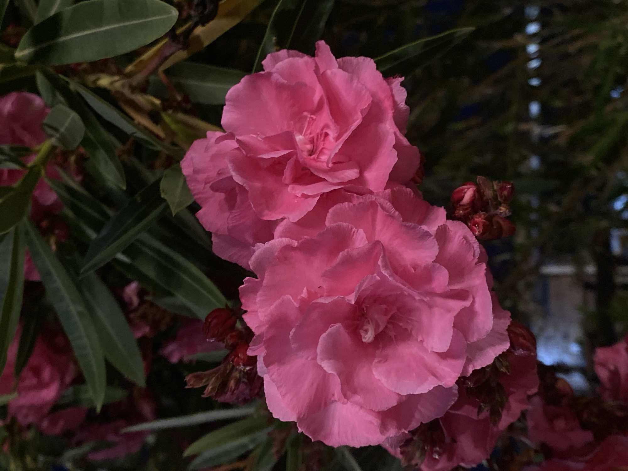 A close-up photograph captures a cluster of pink oleander flowers in bloom. The flowers exhibit numerous petals, creating a layered, ruffled appearance. Leaves are visible in the background. The location is likely Alanya, Turkey, given the prevalence of oleanders in that region.