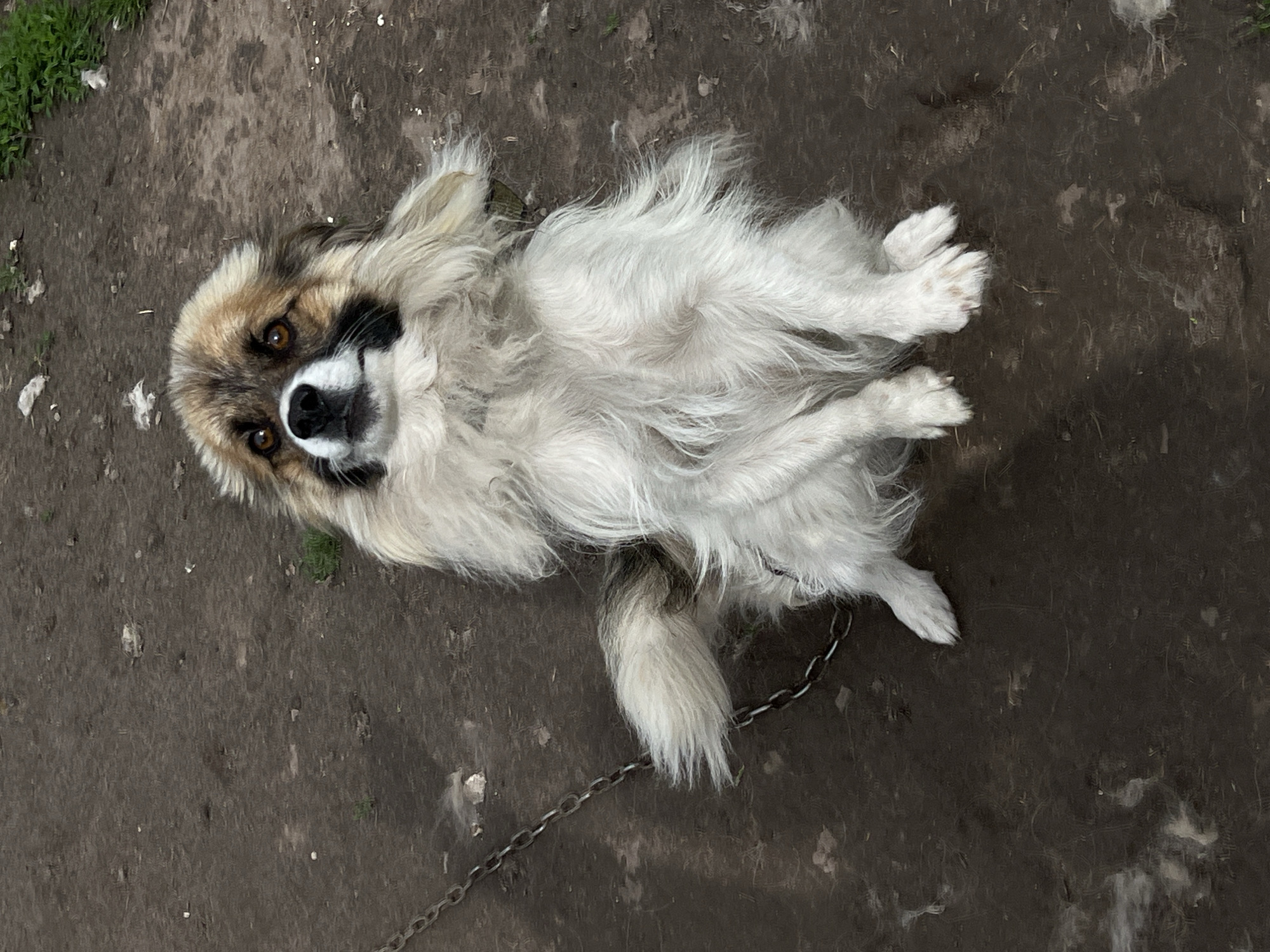A shaggy, medium-sized domestic canine with a mix of white, tan, brown, and black fur is depicted sitting upright on dark, uneven soil in Mshanets, Ukraine. The dog has prominent brown eyes and distinctive black markings on its muzzle, giving the appearance of a partial mask, alongside a black nose. A metal link chain is attached to a collar around its neck, extending out of frame to the lower left, indicating it is tethered. The dog's front paws are positioned together on the ground, and its head is tilted slightly back, with its gaze directed upwards. The ground surface is composed of compacted dark earth, interspersed with sparse green grass tufts and scattered white, fibrous debris consistent with shed fur or light litter. More significant patches of green vegetation are visible along the upper right edge of the frame.