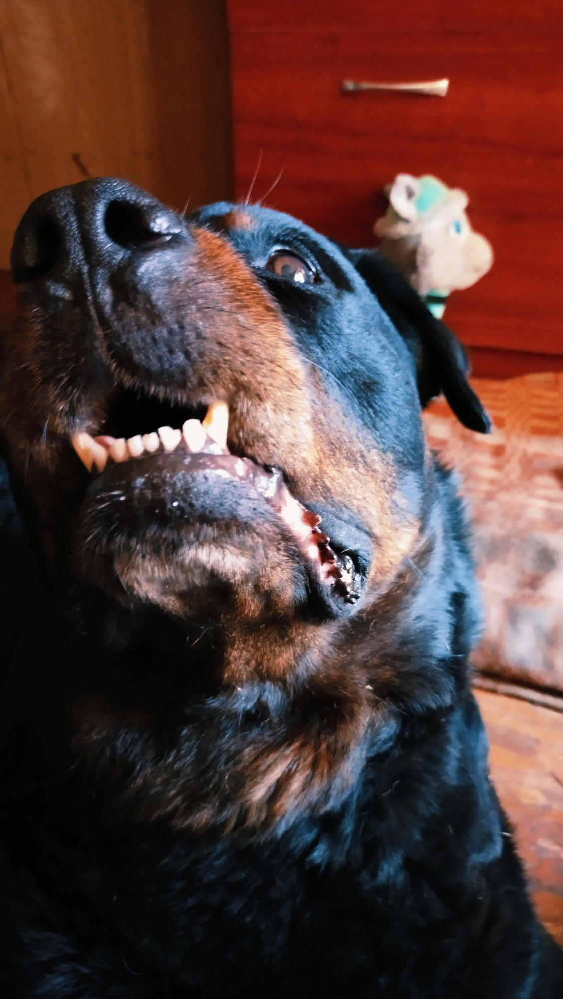 A Rottweiler dog with its mouth open, exposing its teeth and gums, is the subject of this close-up, low-angle photograph. The dog's fur is predominantly black with reddish-brown markings on its face and chest. Its eyes are visible, with one looking towards the camera and the other slightly averted. A small, stuffed toy, possibly a horse, is blurred in the background to the upper right of the dog. The background also includes what appears to be wooden paneling and a red cabinet with a silver handle. The overall lighting suggests an indoor setting. There is no identifiable connection to the city of Horishni Plavni, Ukraine.