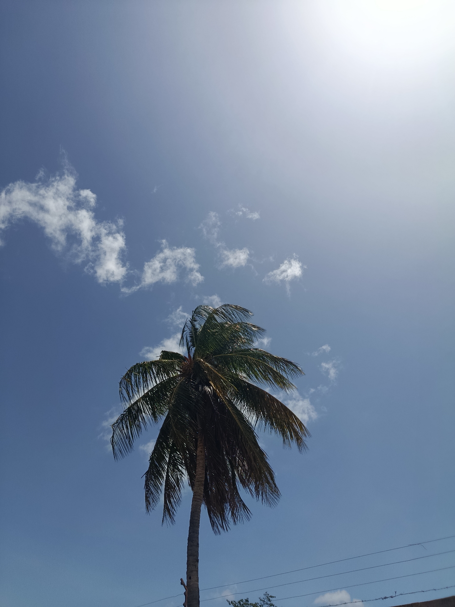 A lone palm tree stands tall against a bright blue sky in Altagracia, Venezuela. The sun is high in the sky, casting a bright glare and creating subtle gradients of light and shadow across the azure expanse. A few wispy clouds drift lazily across the sky, adding texture to the otherwise clear backdrop. The palm tree's fronds are a lush green, fanning out from its trunk, which is textured and weathered. In the lower right corner of the image, thin electrical wires stretch horizontally, hinting at the presence of human infrastructure. The overall scene evokes a sense of serene tropical tranquility.